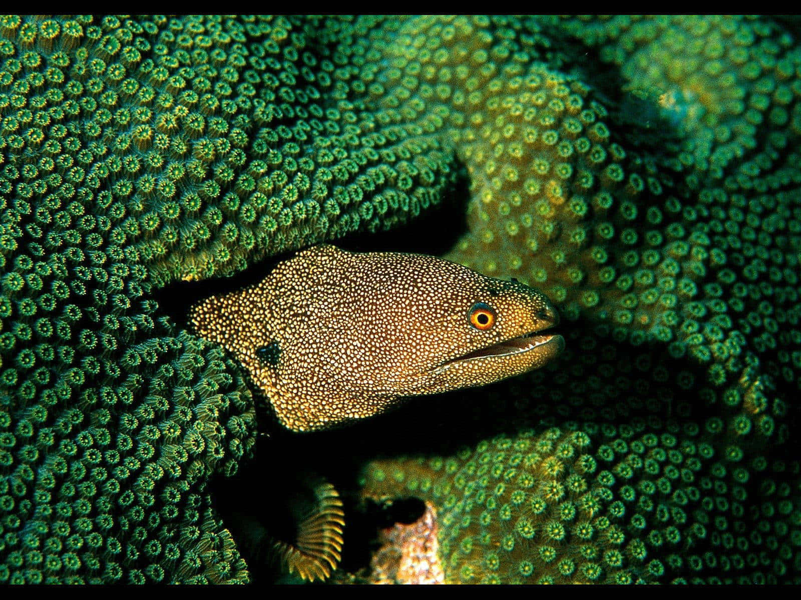 Moray Eel Camouflage Coral Reef.jpg