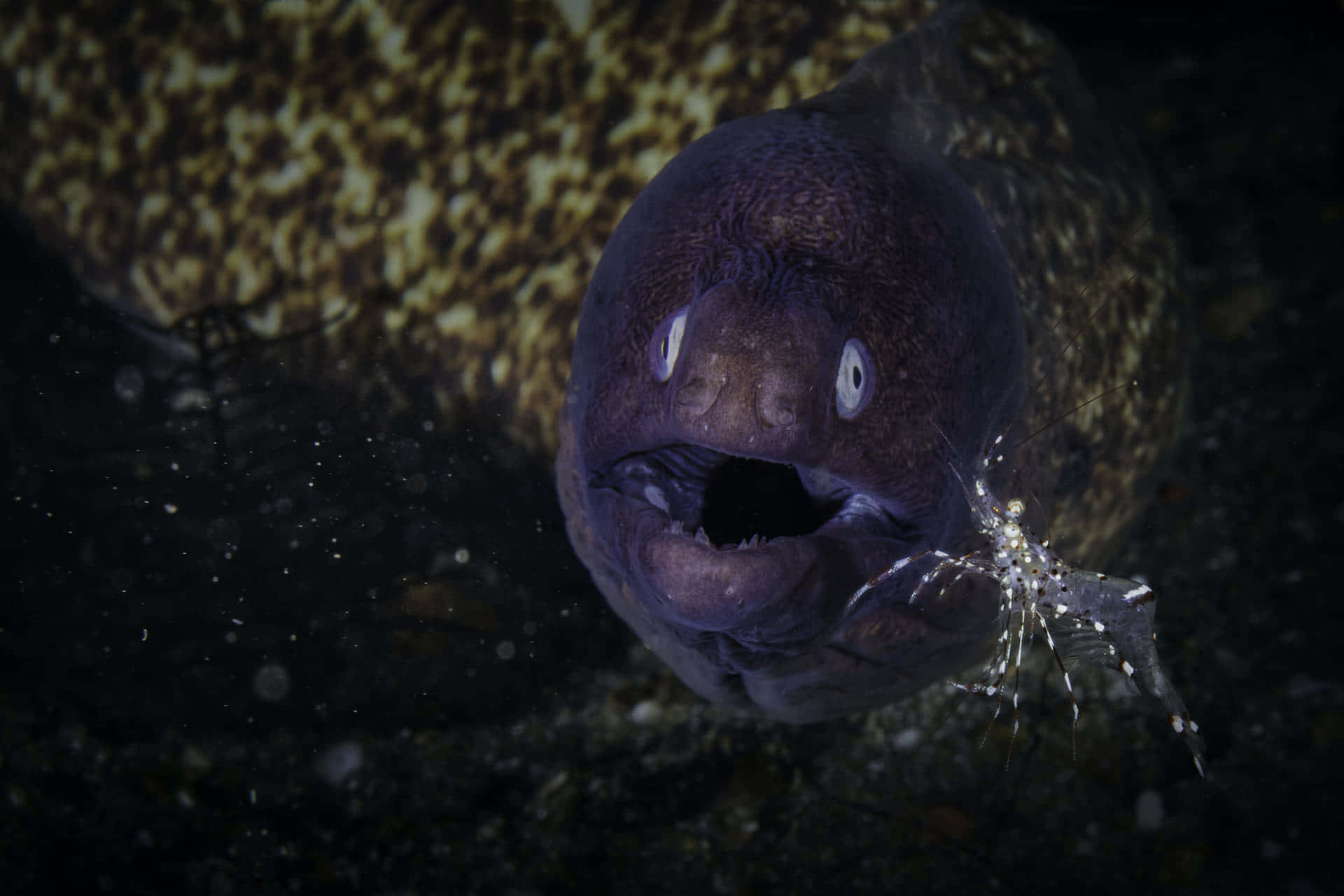 Moray Eel Catching Prey