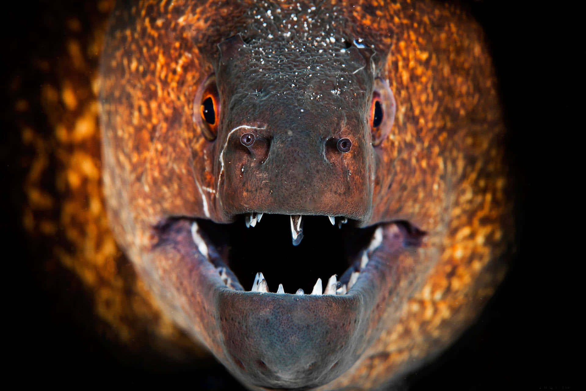 Moray Eel Close Up Portrait Background