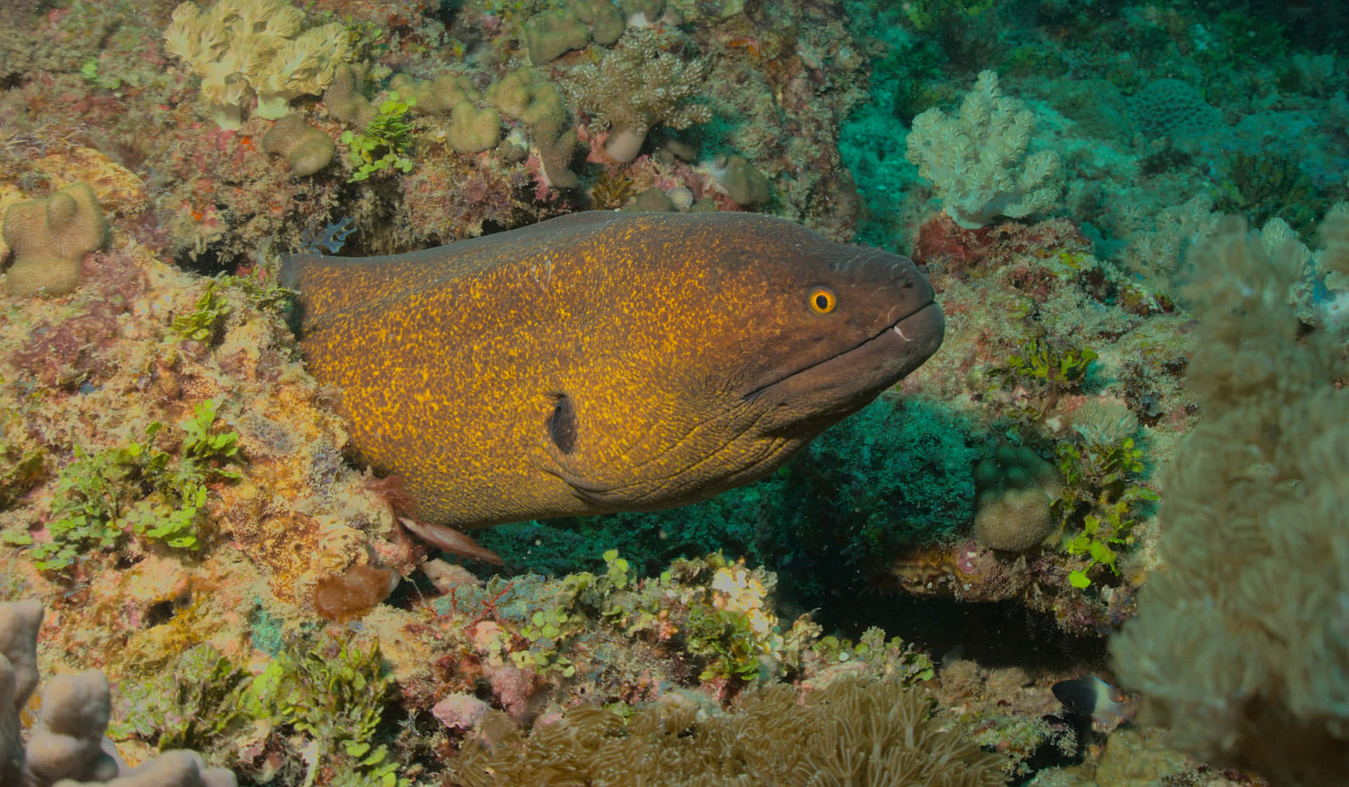 Moray Eel Coral Reef Scene