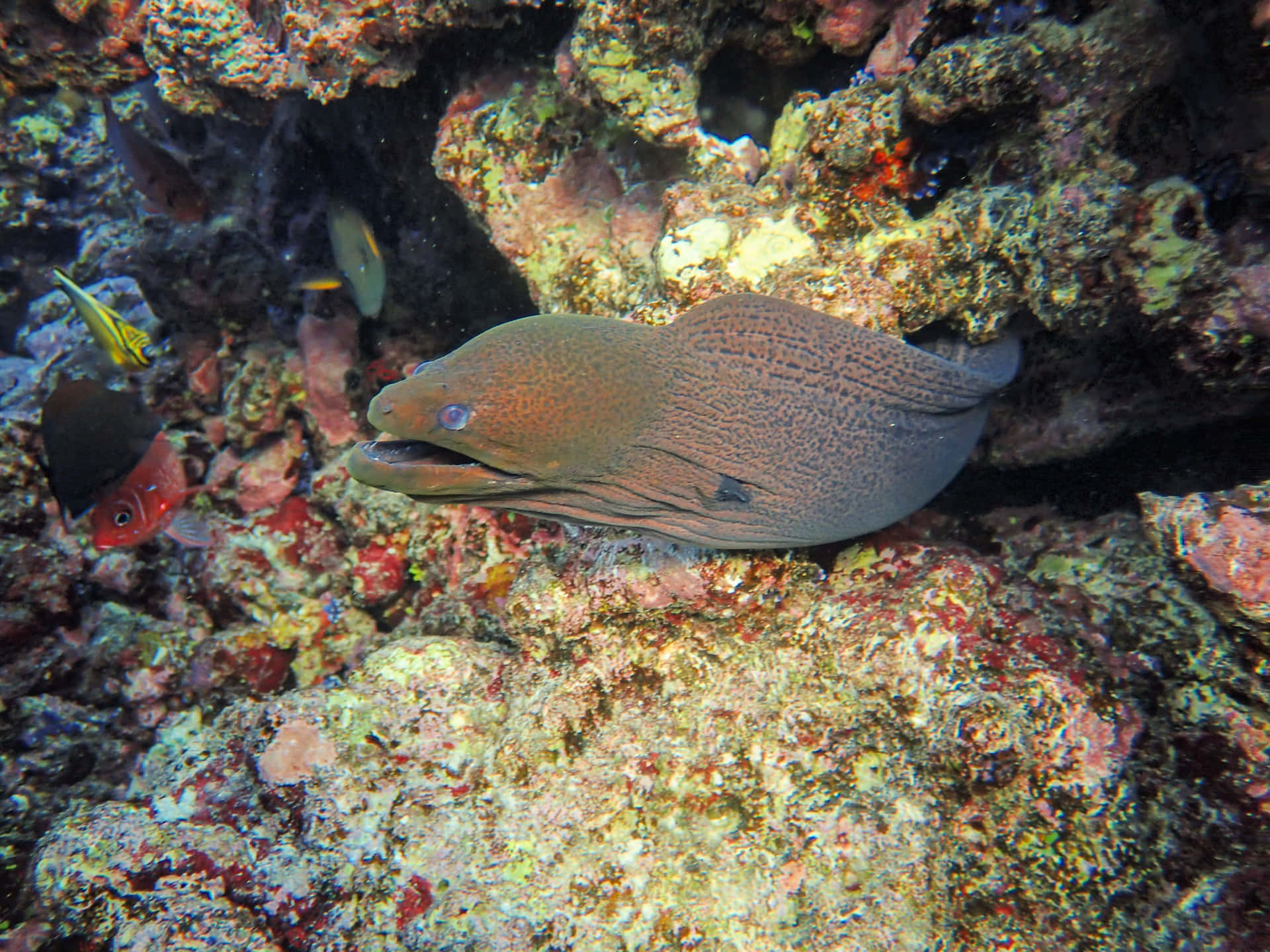 Moray Eel Coral Reef