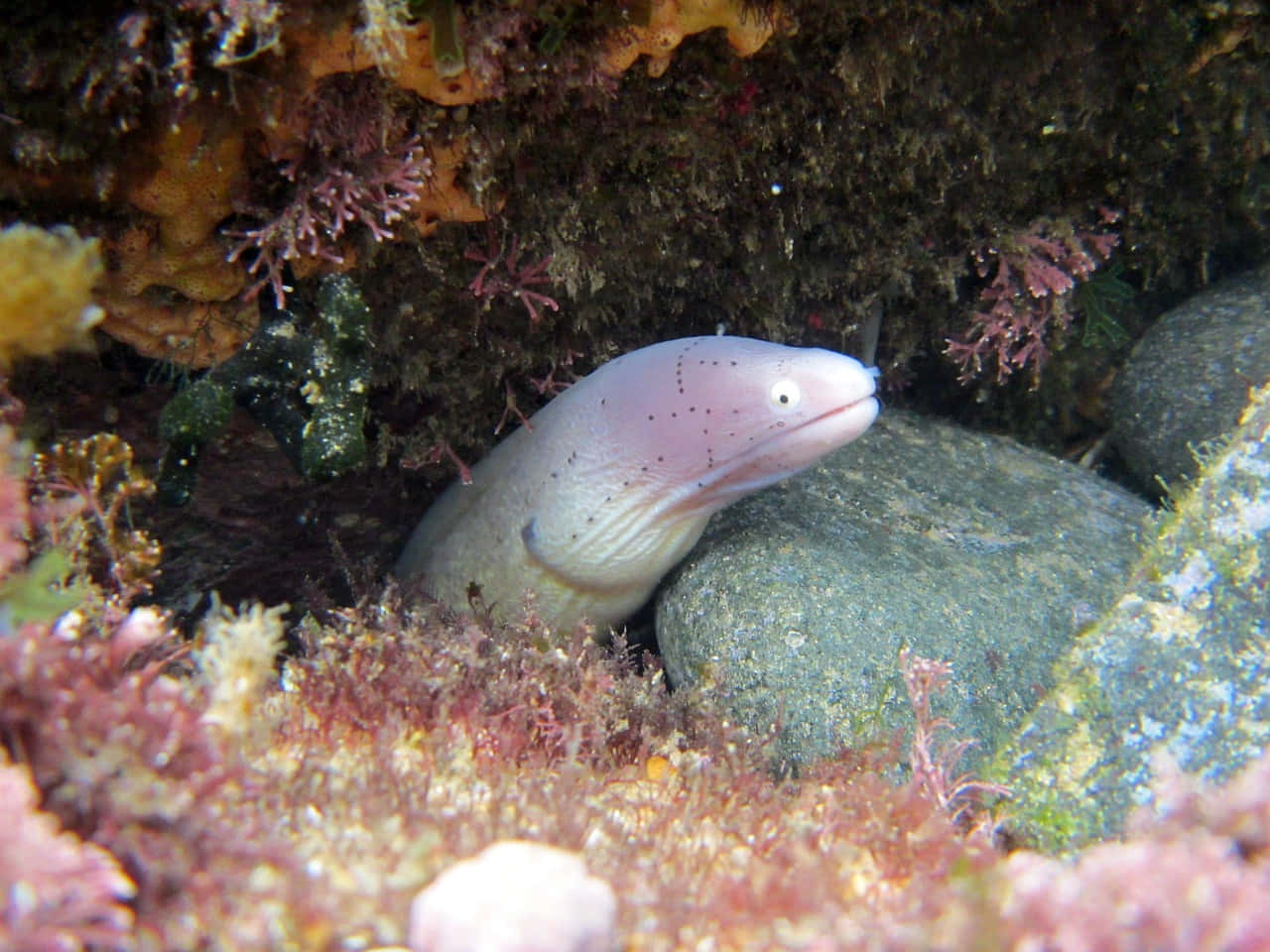 Moray Eel Hiding Among Rocks