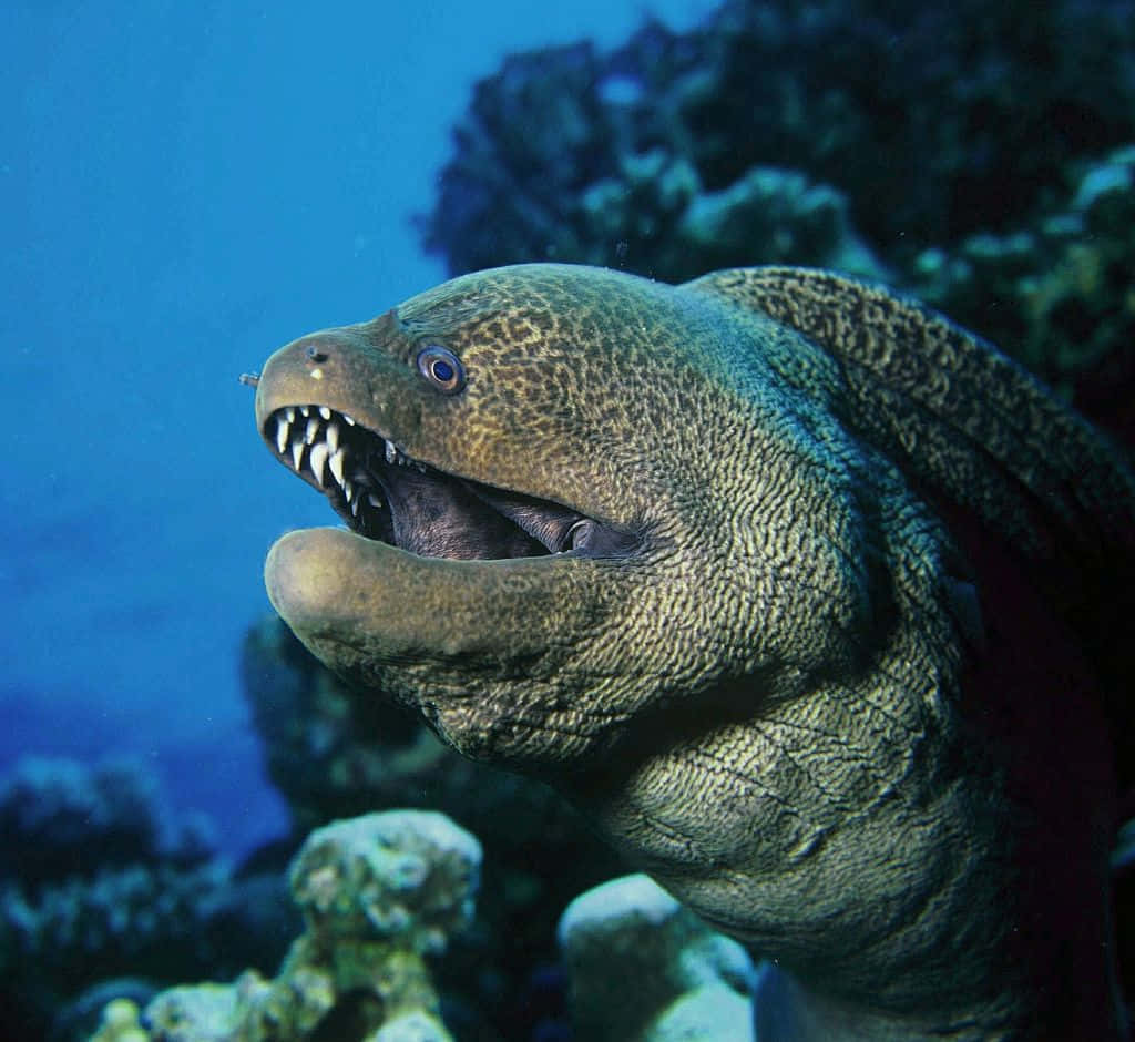 Moray Eel Underwater Portrait Background