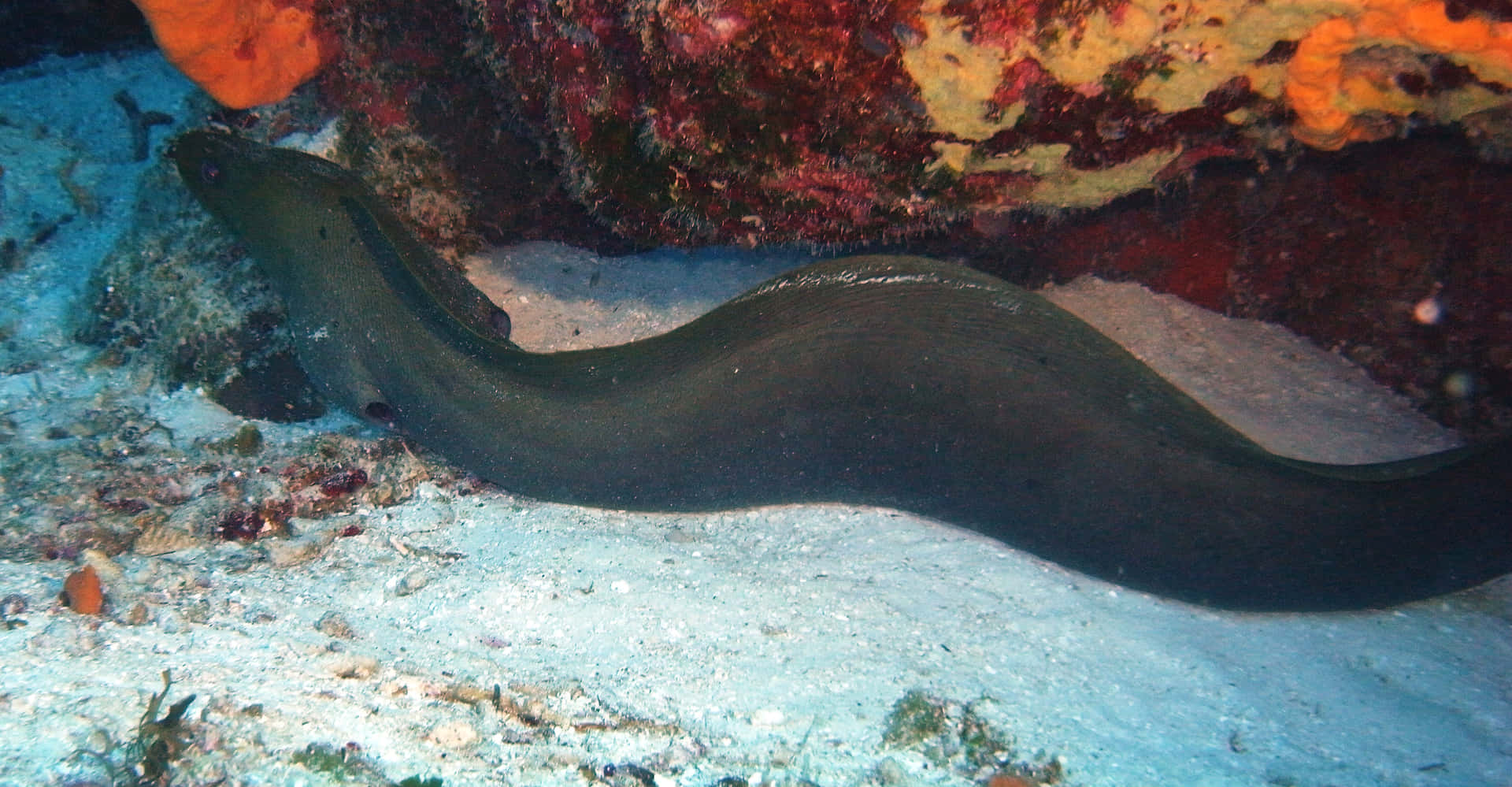 Moray Eelin Coral Reef