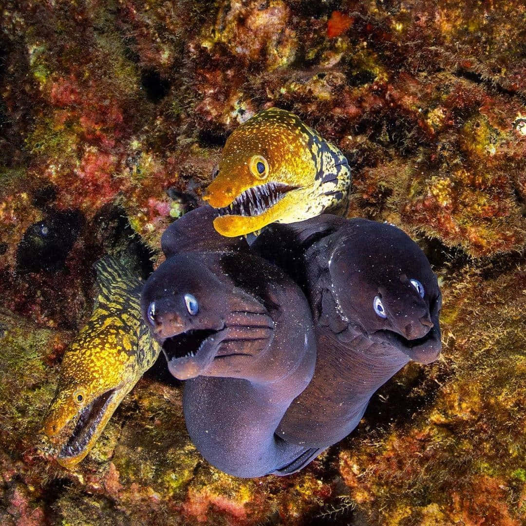 Moray Eels Clusteredon Reef