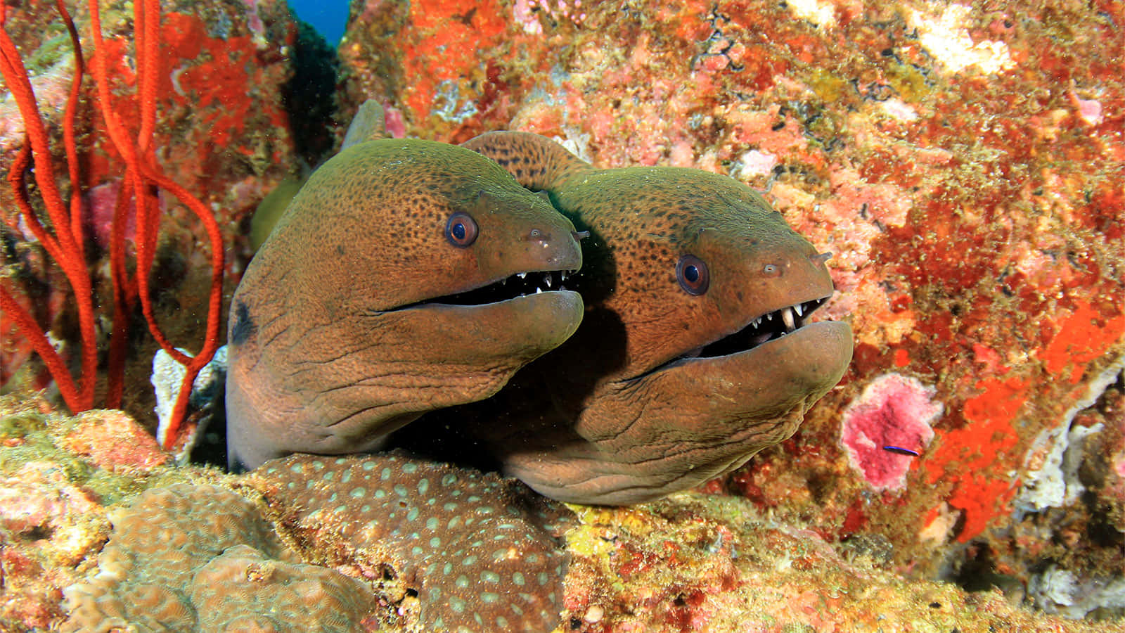 Moray Eels Peeking Out From Coral Reef Background