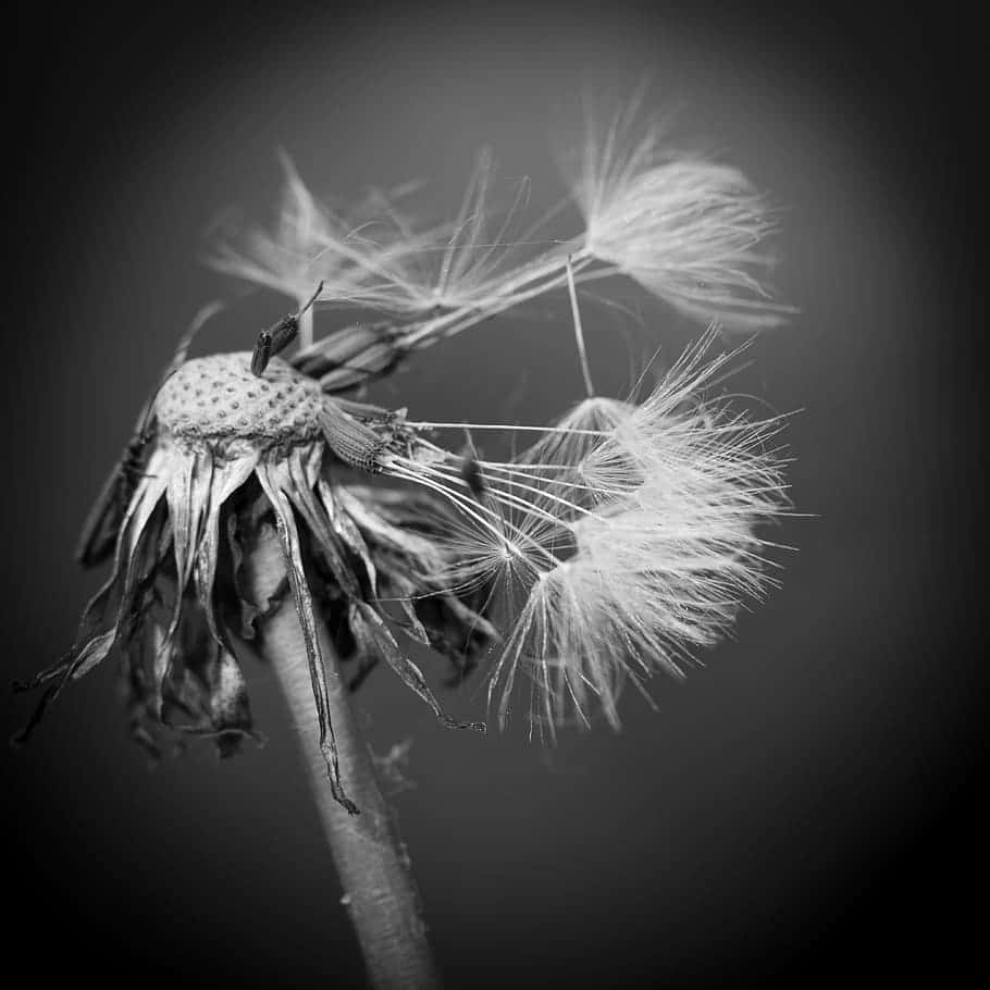 Morbid Flower Background