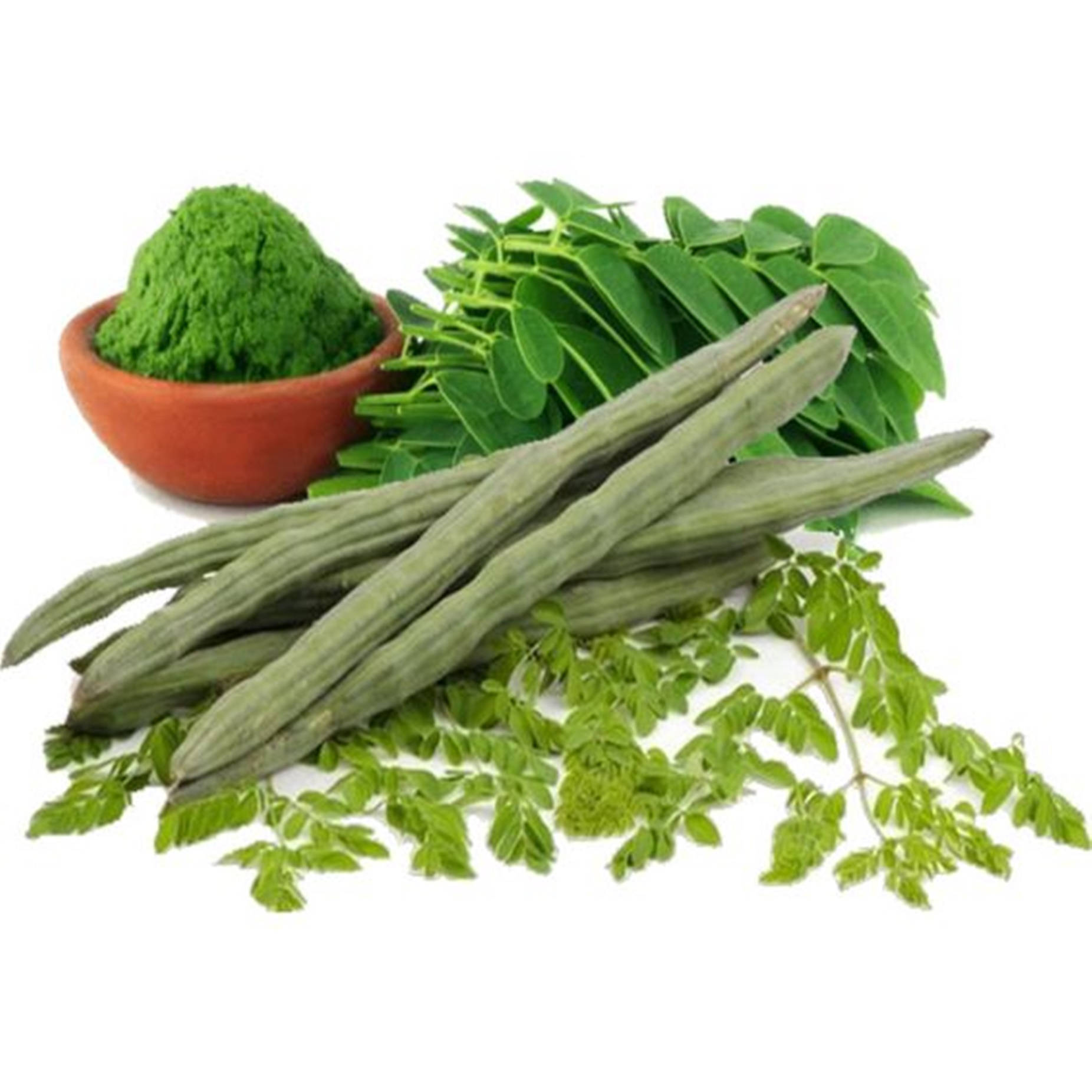 Moringa Plant From Seed To Powder Background