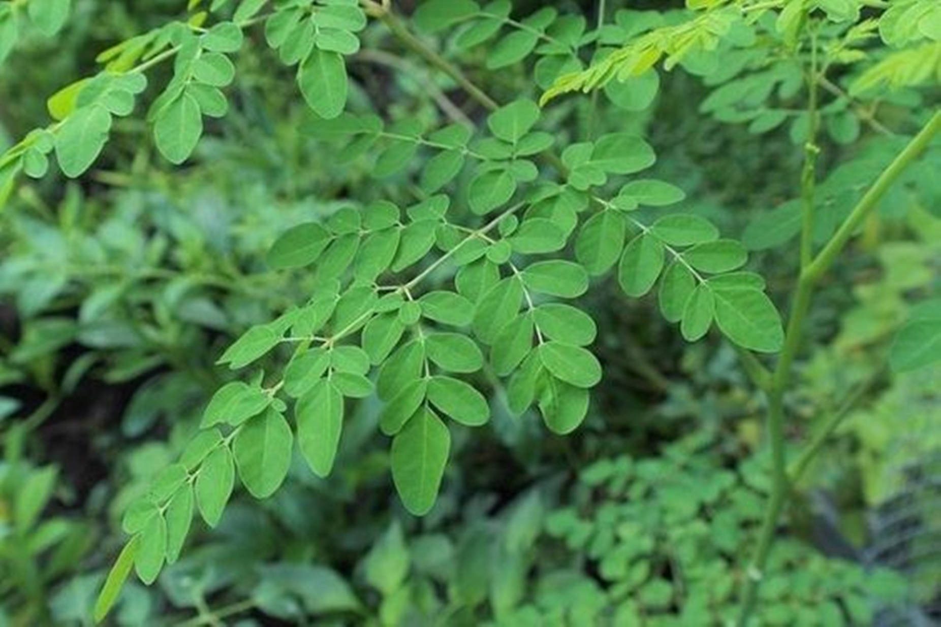 Moringa Plant Leaves Background