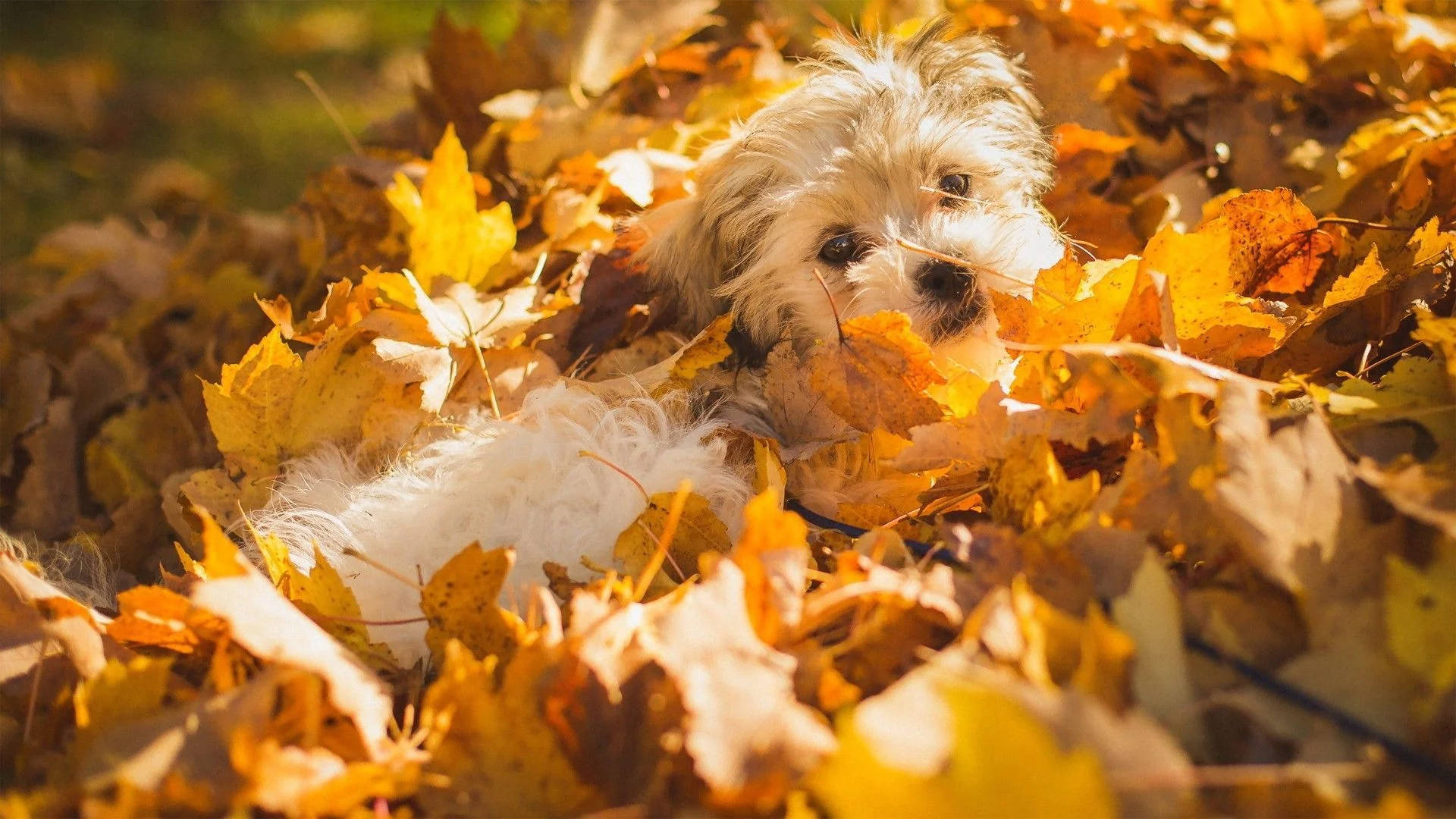 Morkie Dog On Fall Season Leaves Background