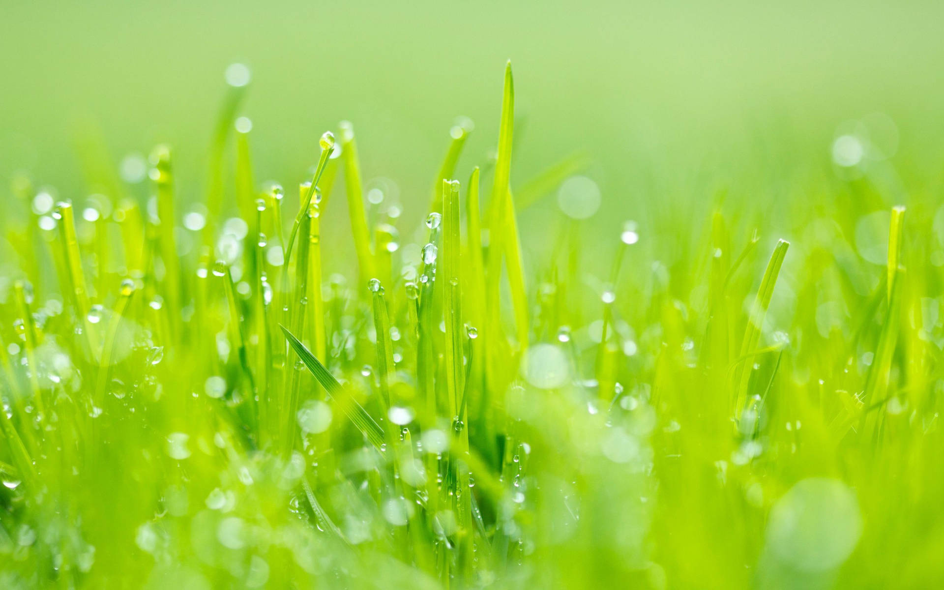 Morning Dew Grass Macro Background