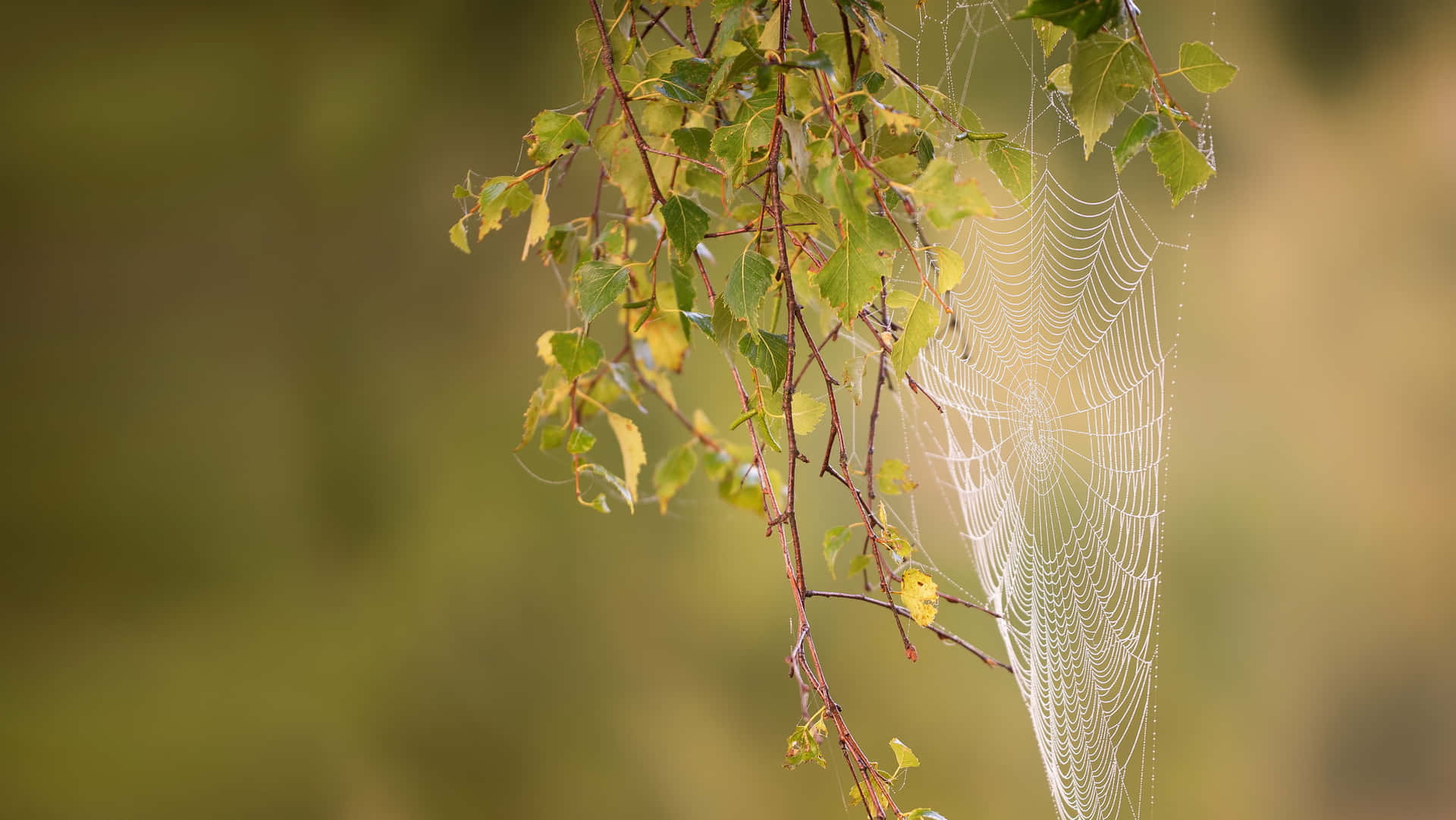 Morning Dew Spider Web Nature Background Background