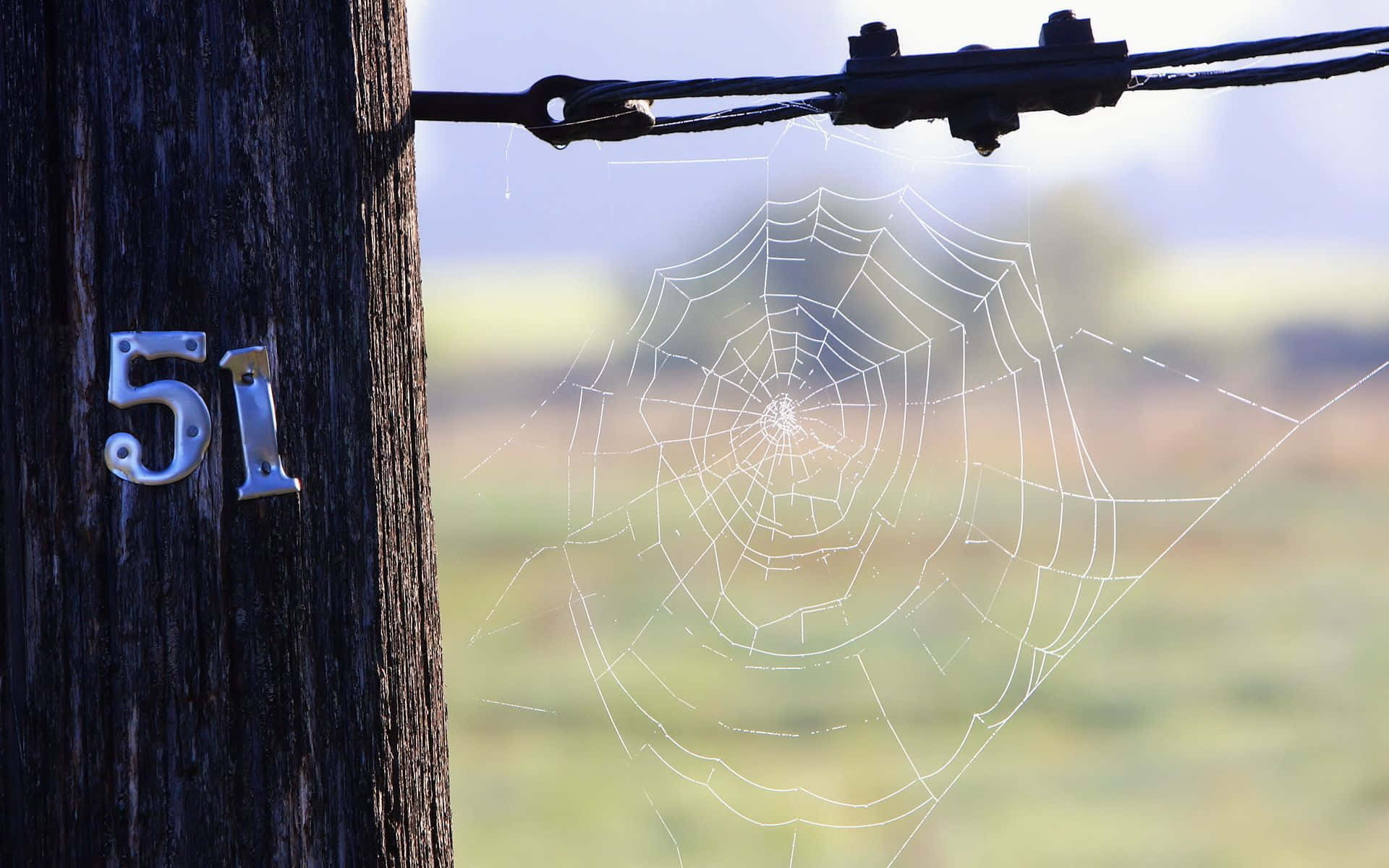 Morning Dew Spider Web Number51 Background