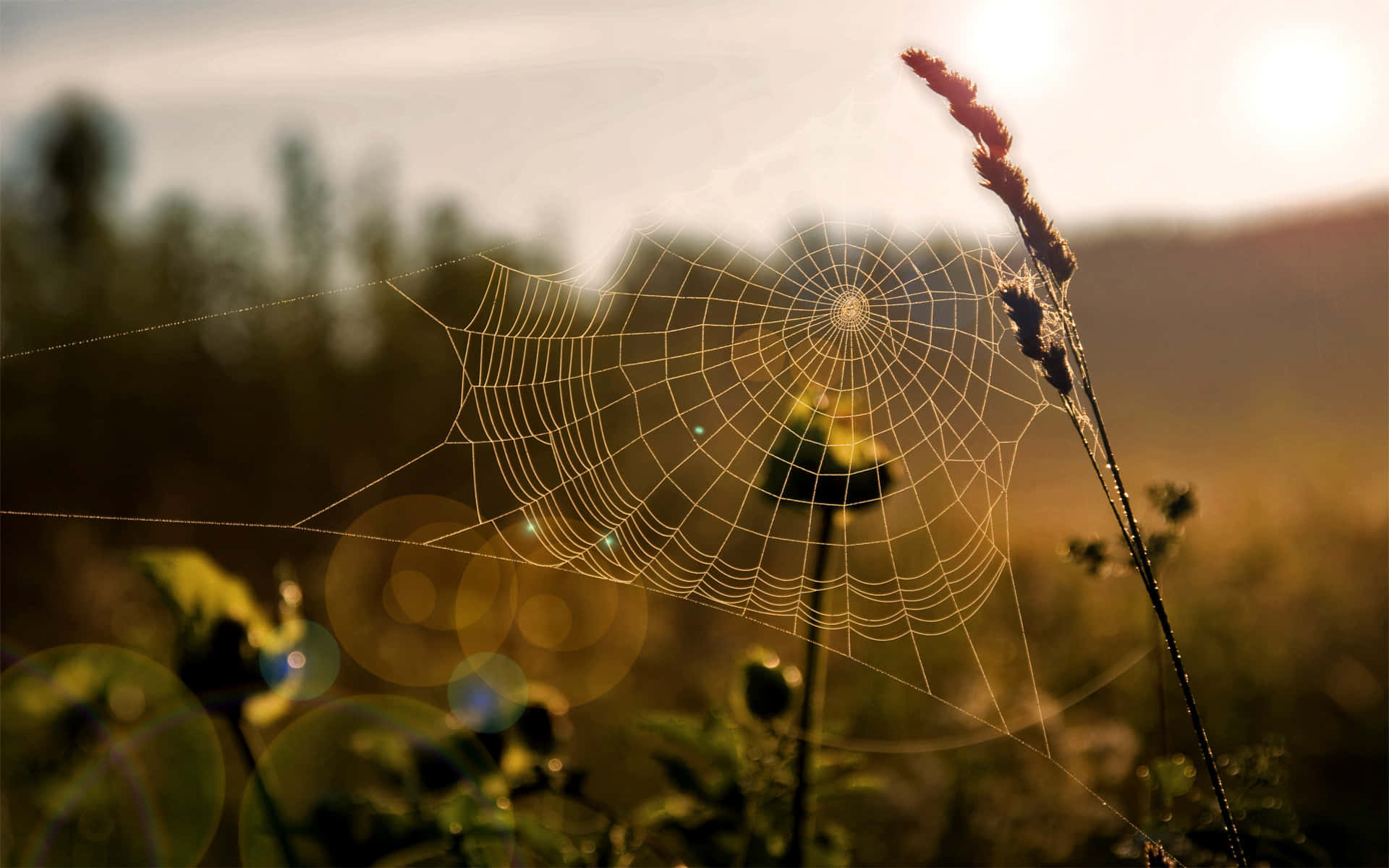 Morning Dew Spider Web Sunrise