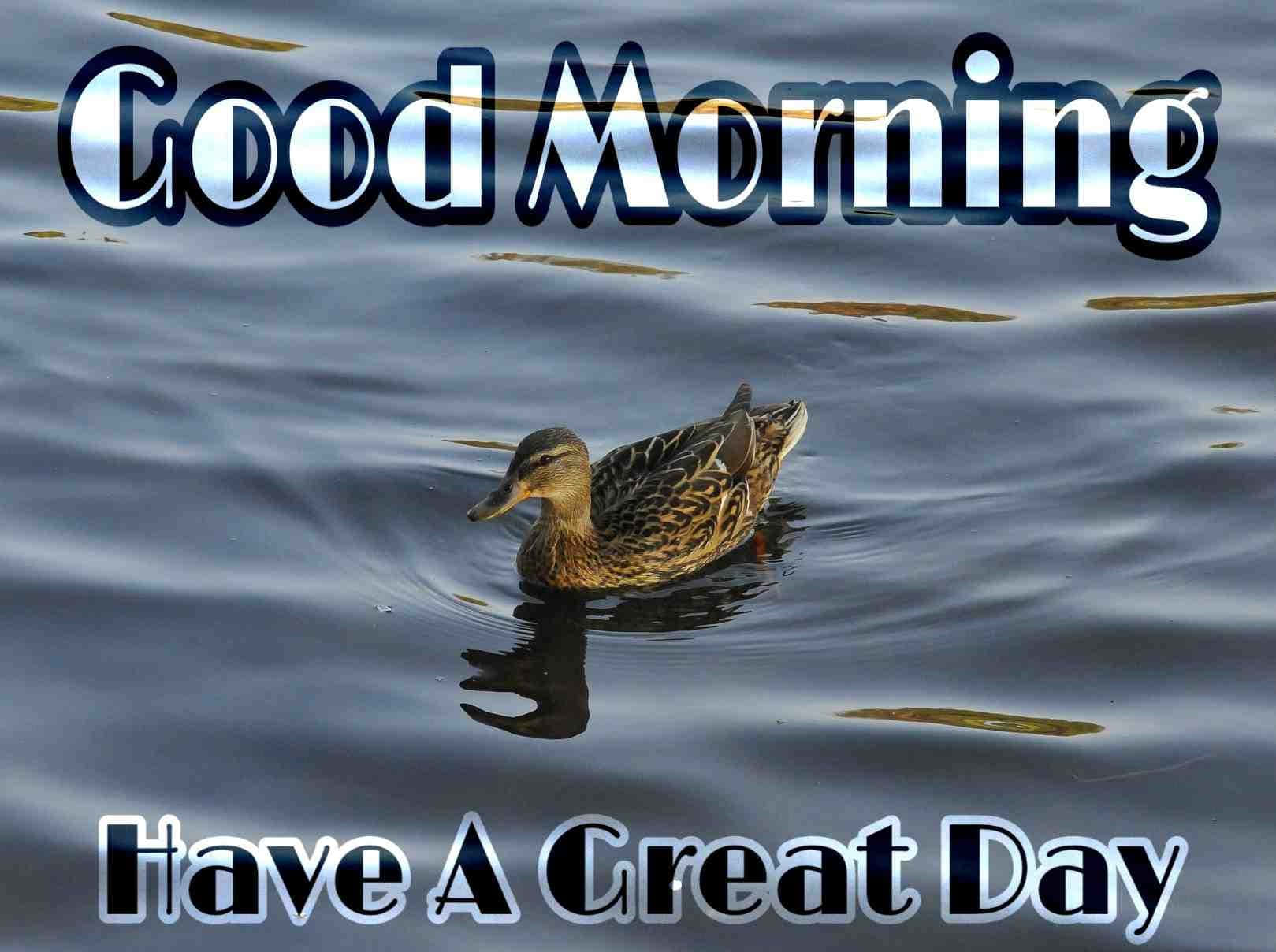 Morning Duck Floating Background