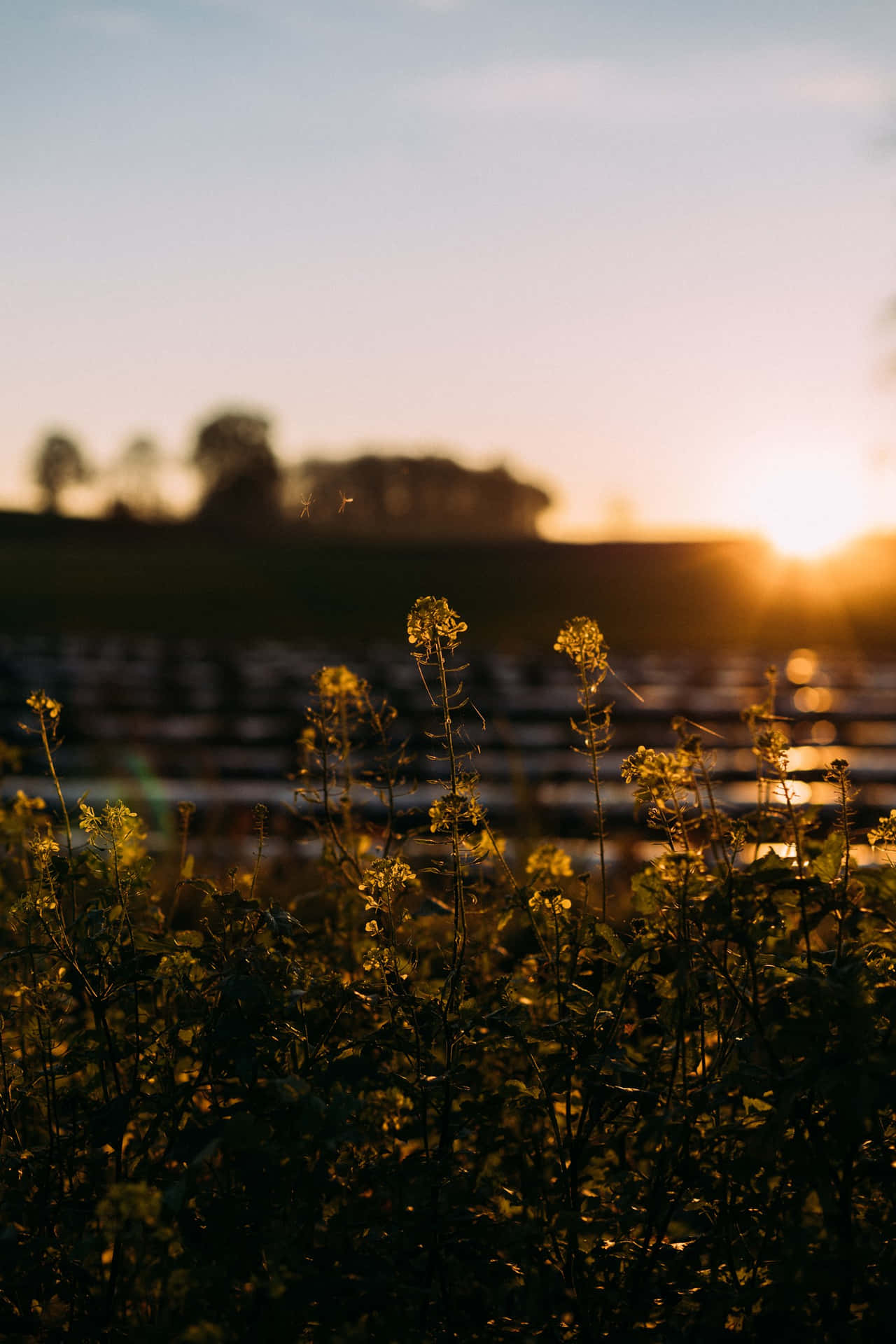 Morning Flower Field Tumblr Photography Iphone