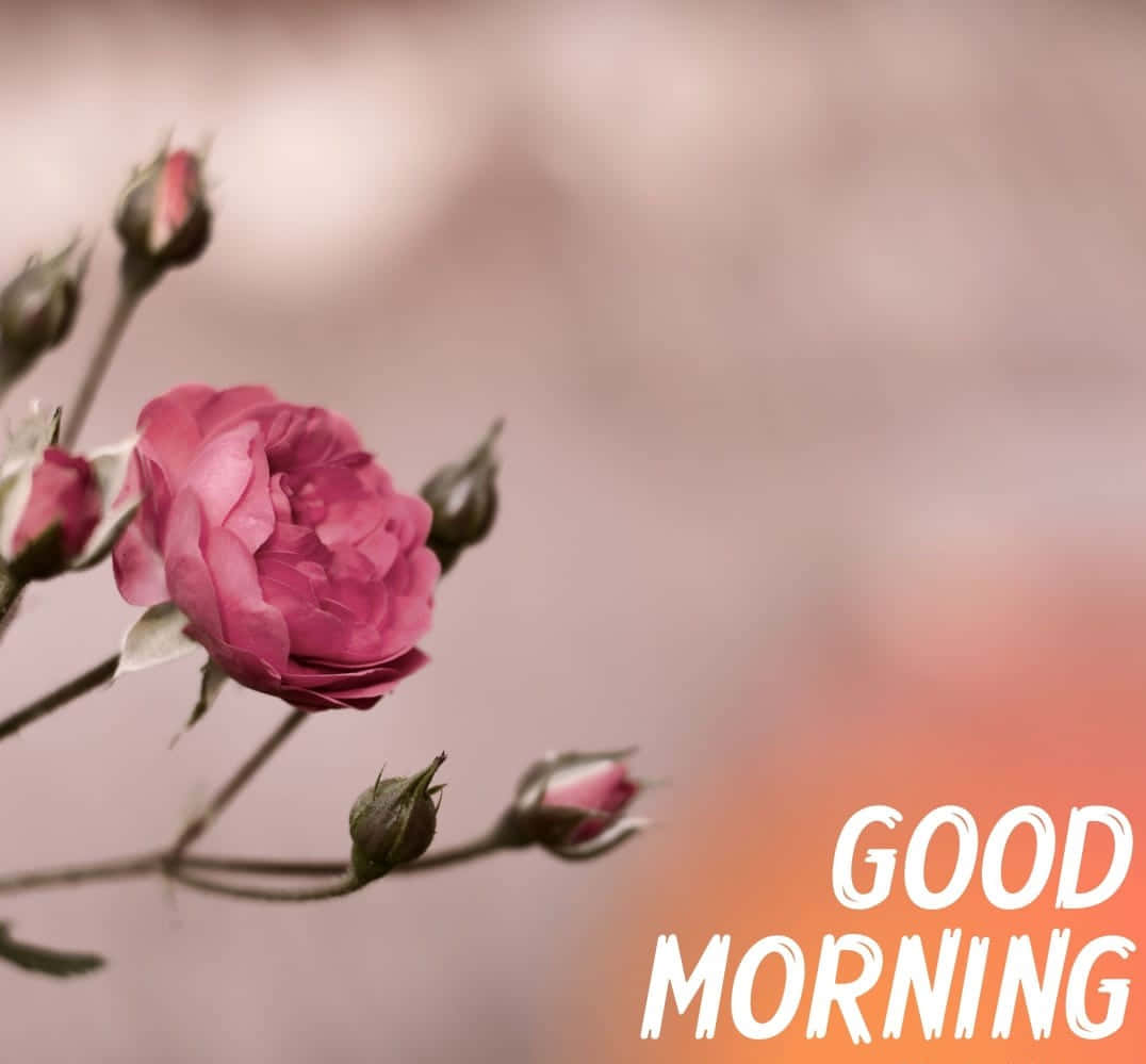 Morning Flowers Pink Grey Background