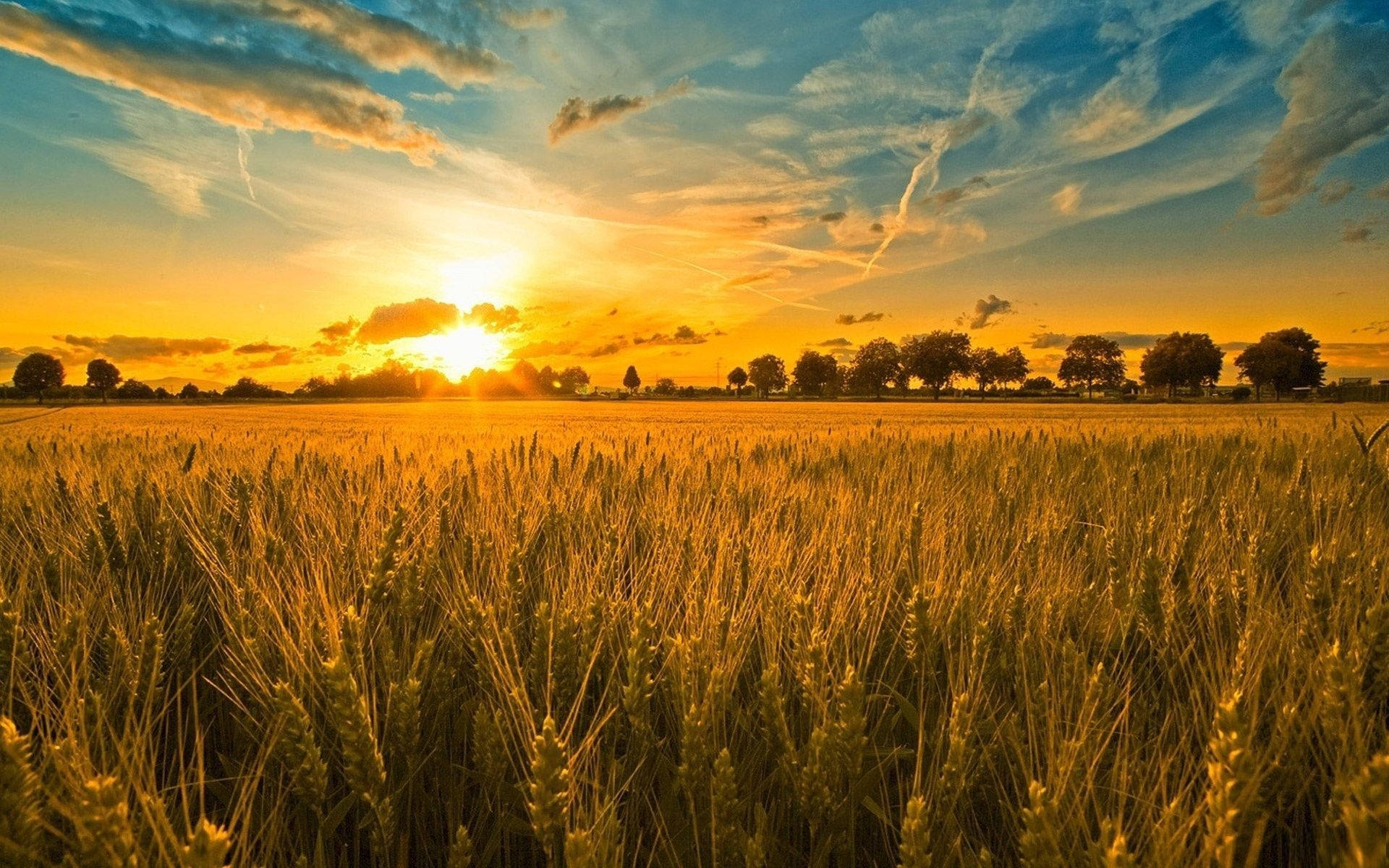 Morning Glory In Grain Field