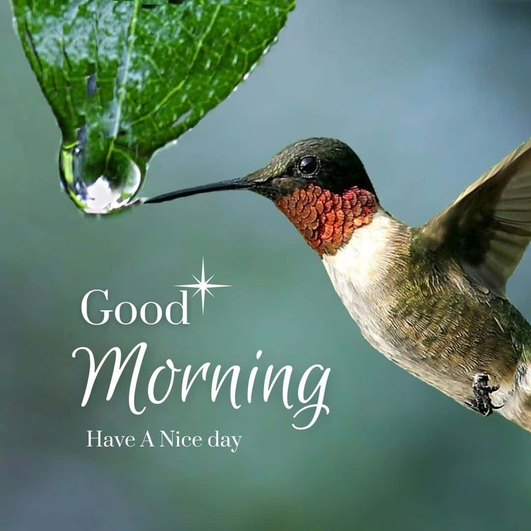 Morning Hummingbird Droplet Background