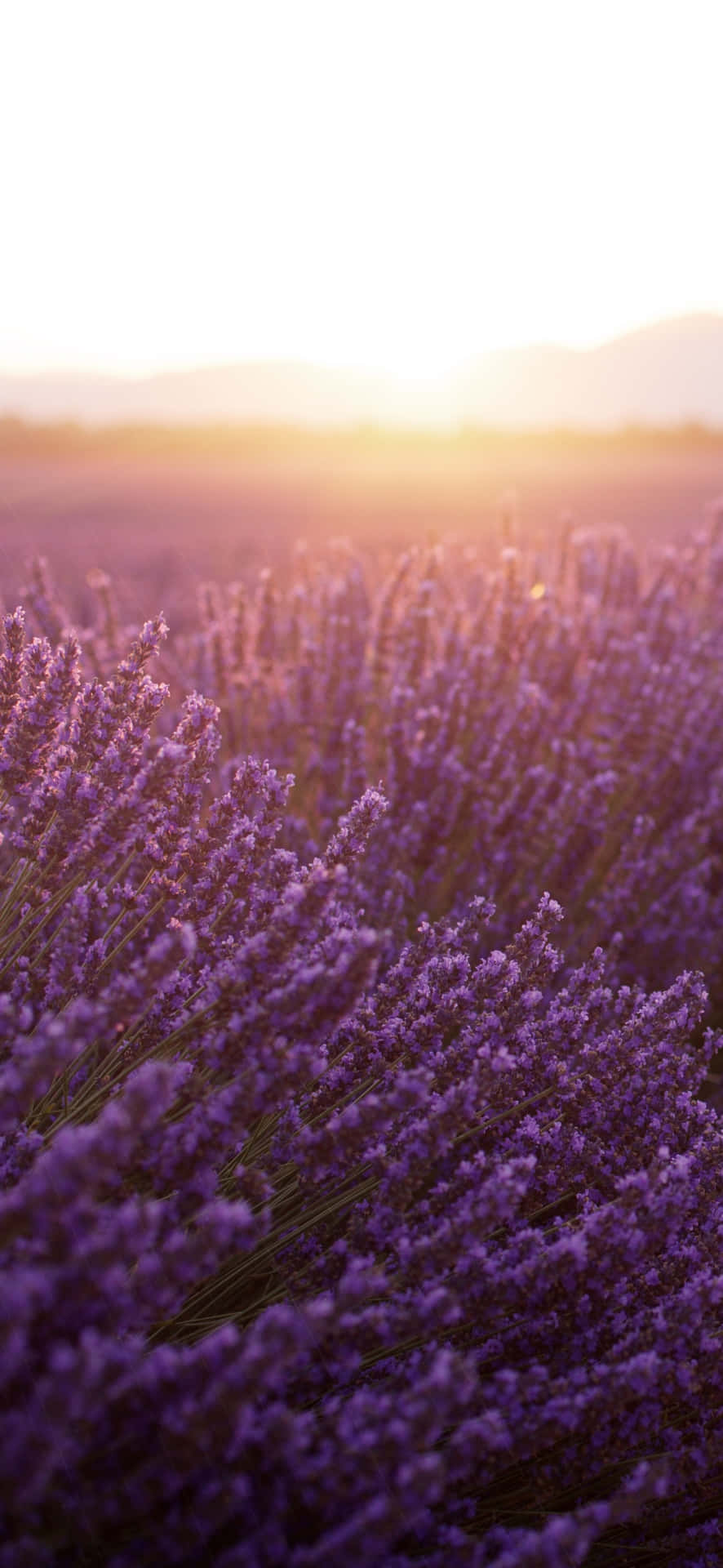 Morning Lavender Flowers In A Field Background