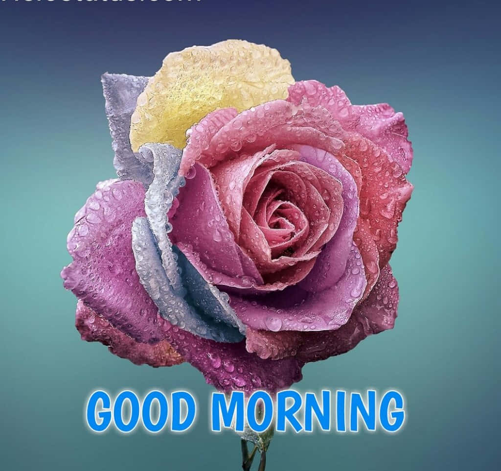 Morning Misty Colored Rose Background