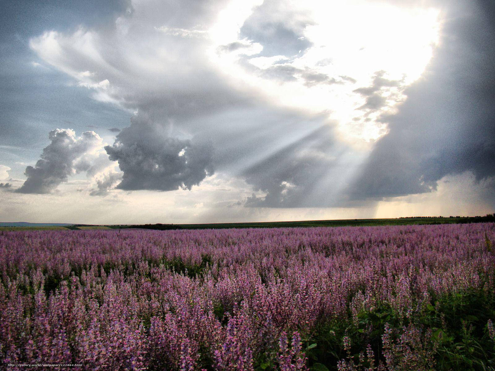 Morning Moldovas Lavender Background