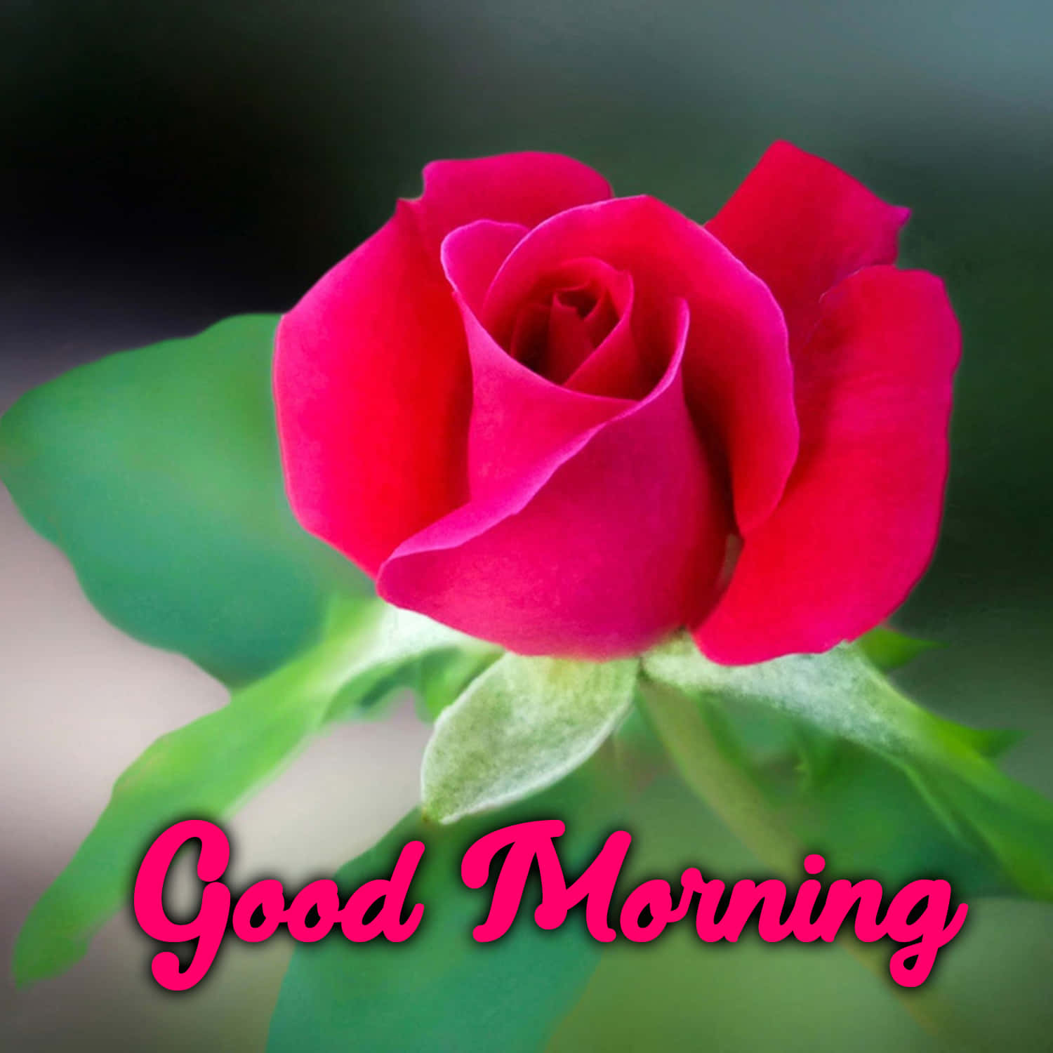 Morning Pink Green Flower