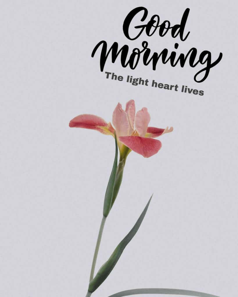 Morning Pink Tulip Background