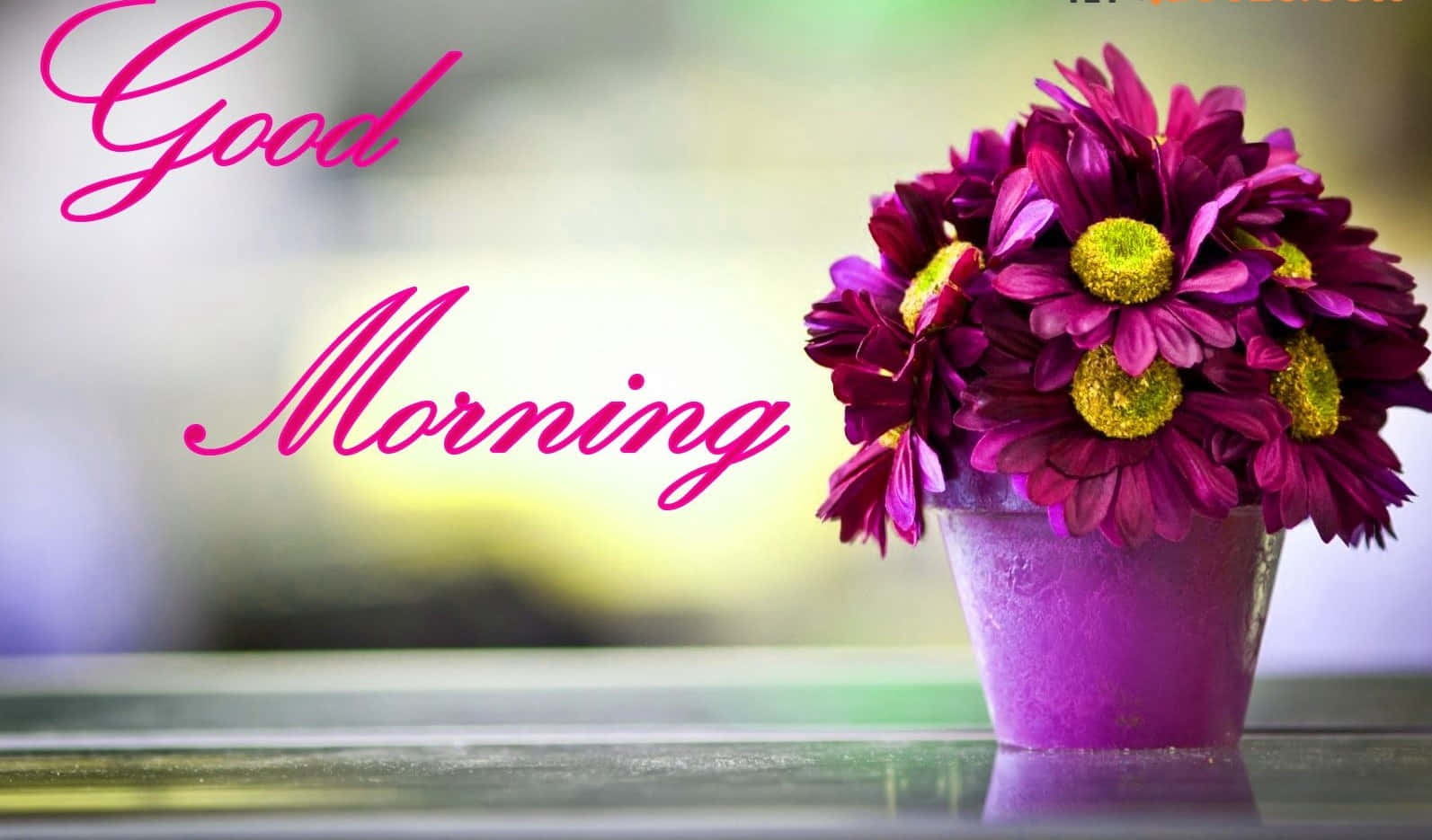 Morning Purple Flower Vase Background