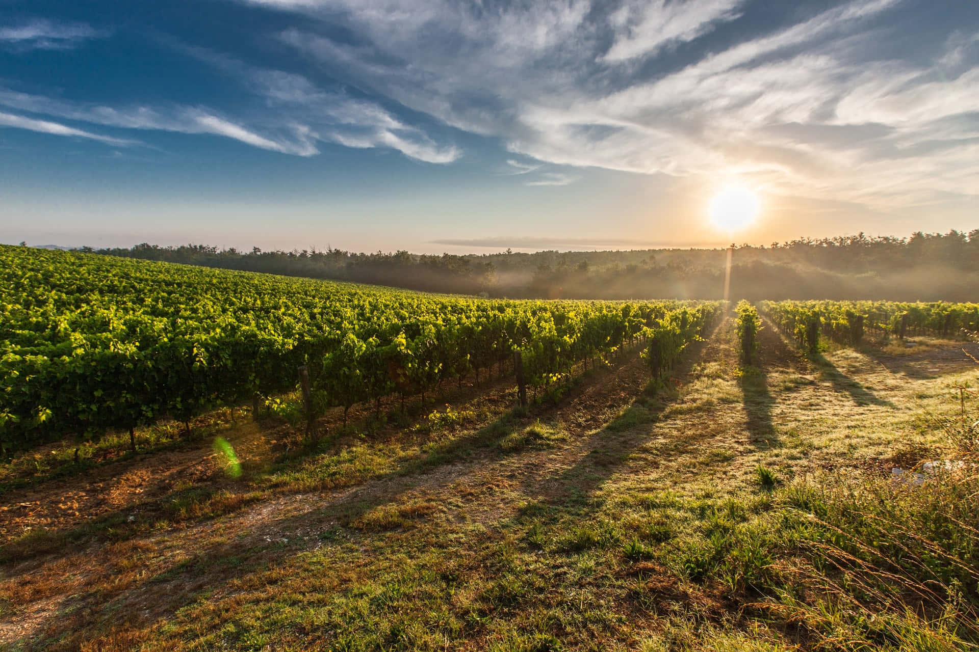 Morning Sunlight In Vineyard Background