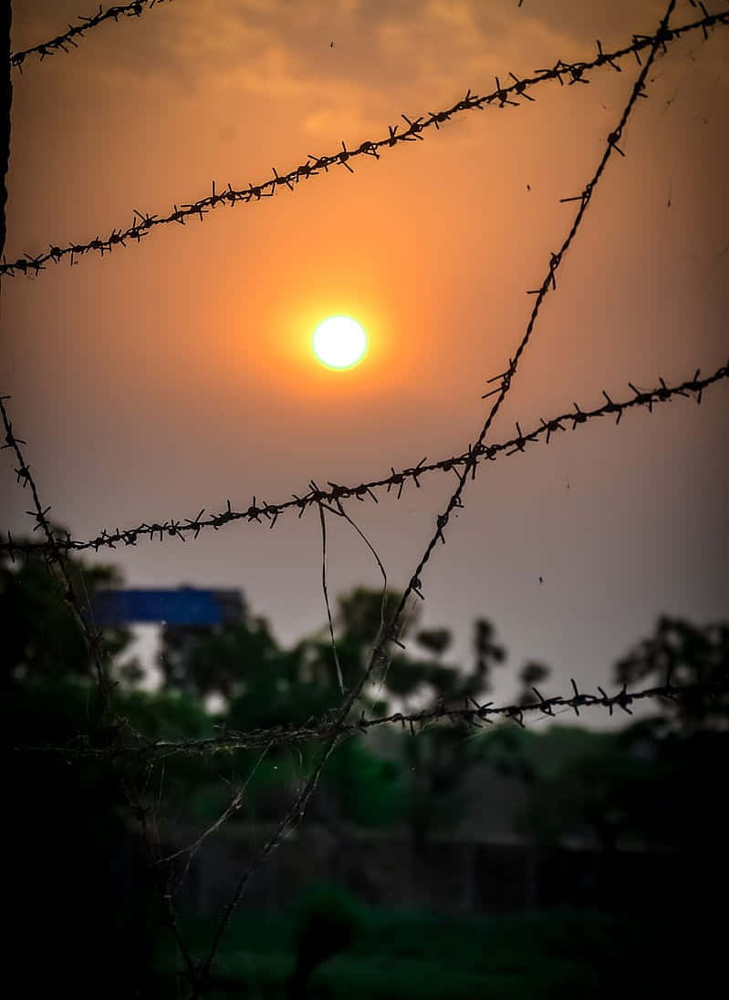Morning Sunrise Barbed Wire