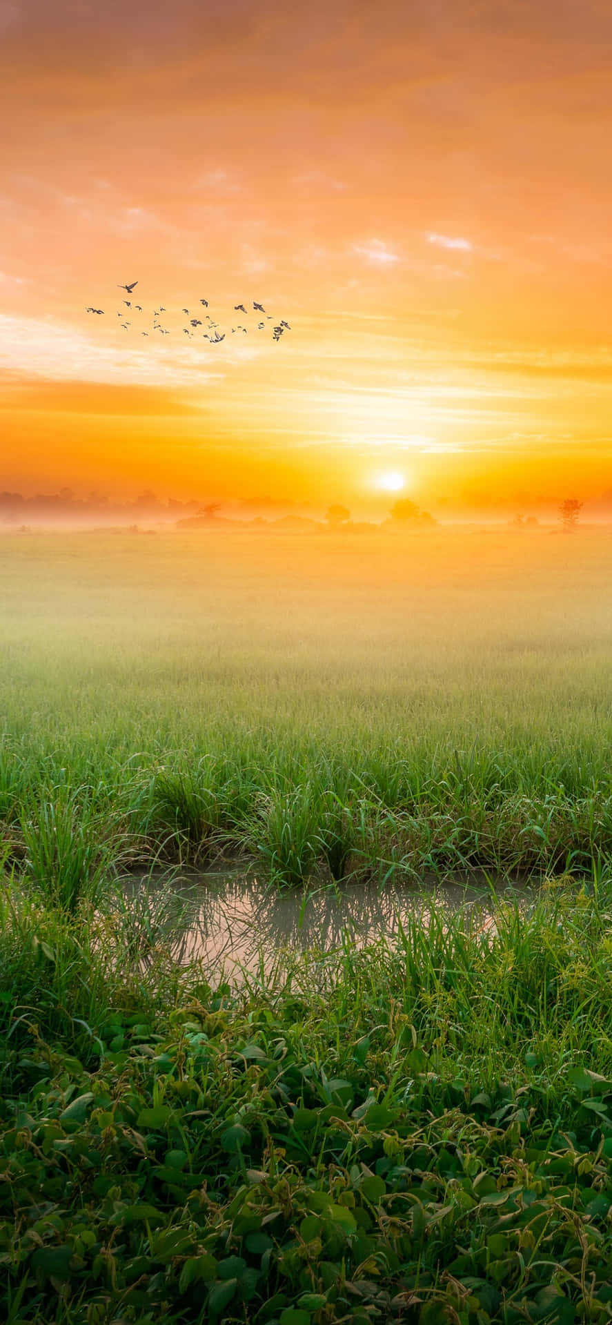 Morning Sunrise Field Background