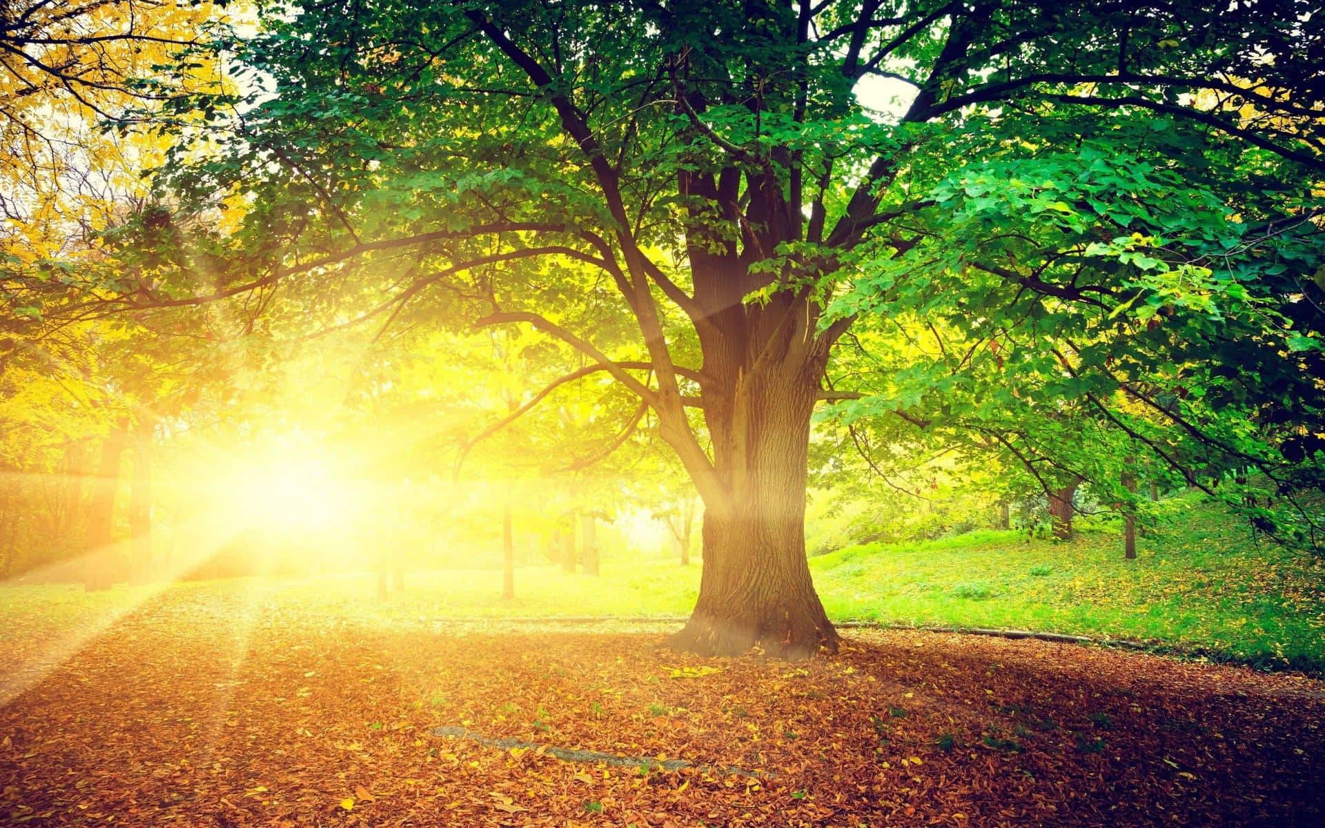 Morning Sunrise In Forest Background