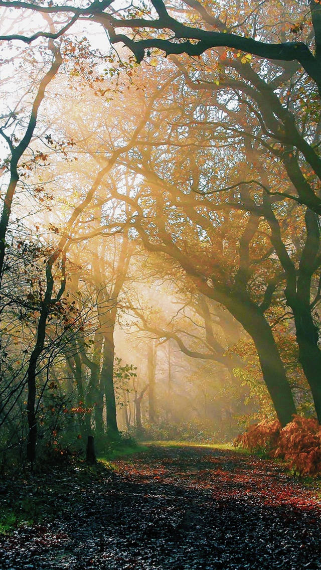 Morning Sunrise Through Autumn Forest Iphone Background