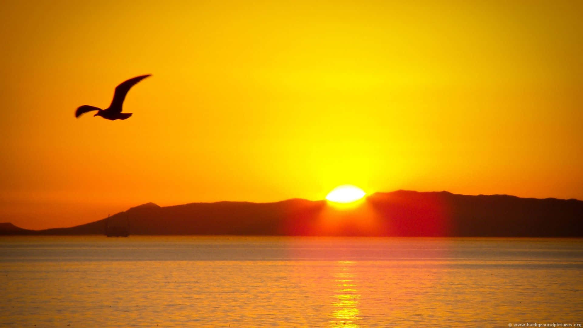 Morning Sunrise With Bird Background