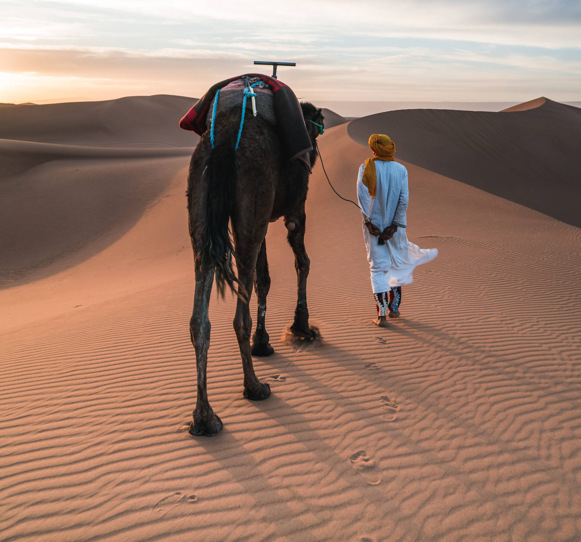 Morocco Desert Camel Background