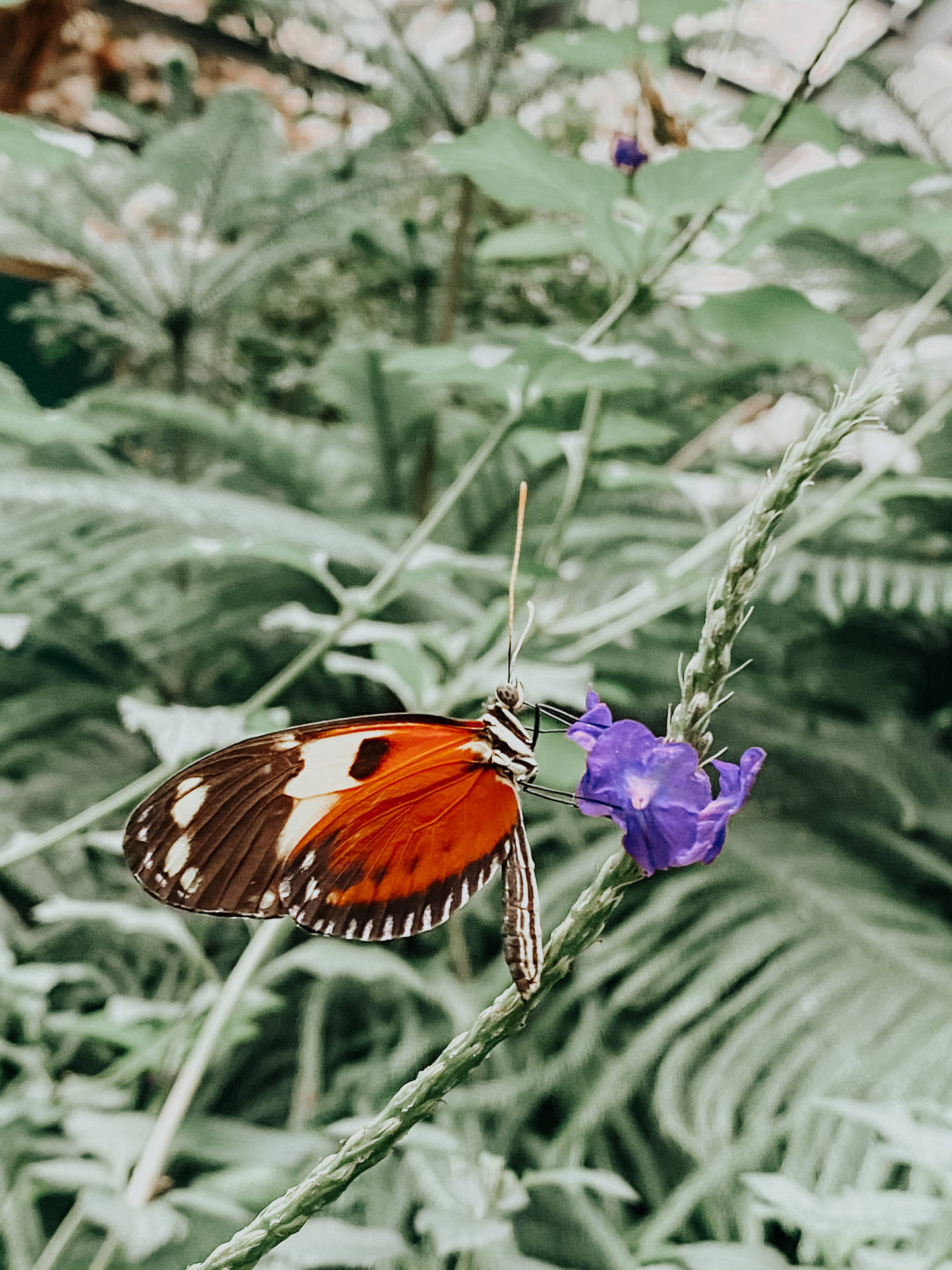 Mosaic Pattern Aesthetic Butterfly Background