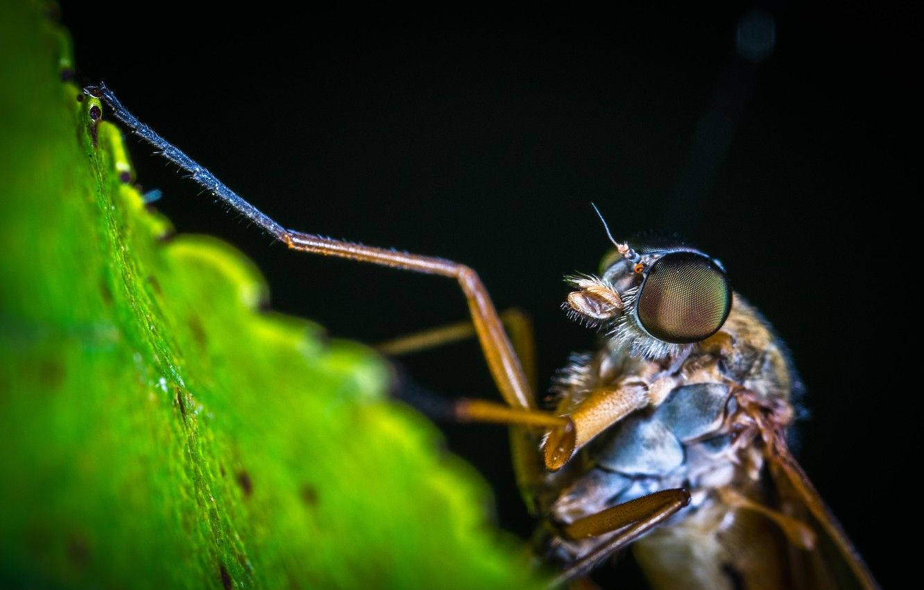 Mosquito Feeding On A Fresh Fruit Background