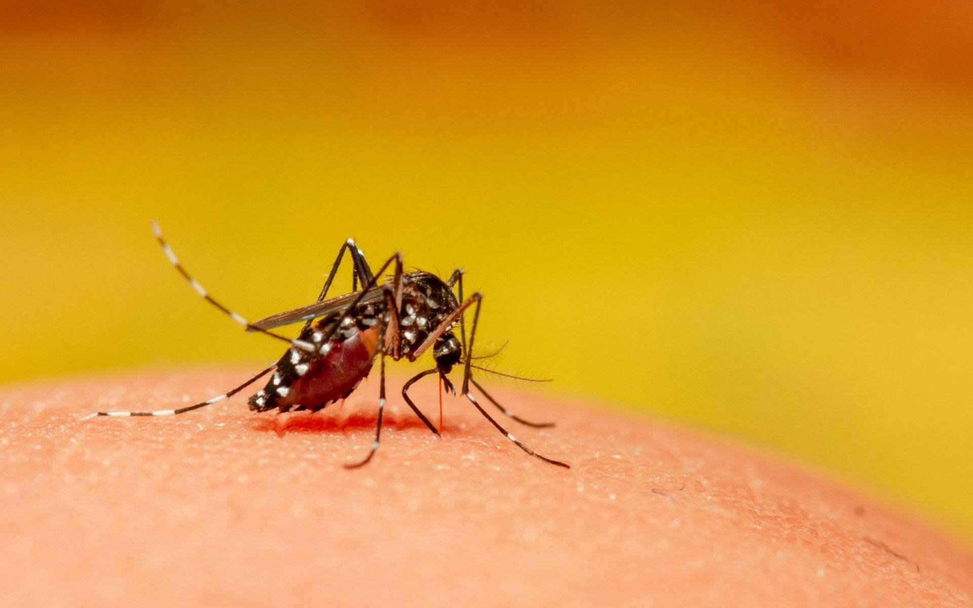 Mosquito Feeding On Blood Background