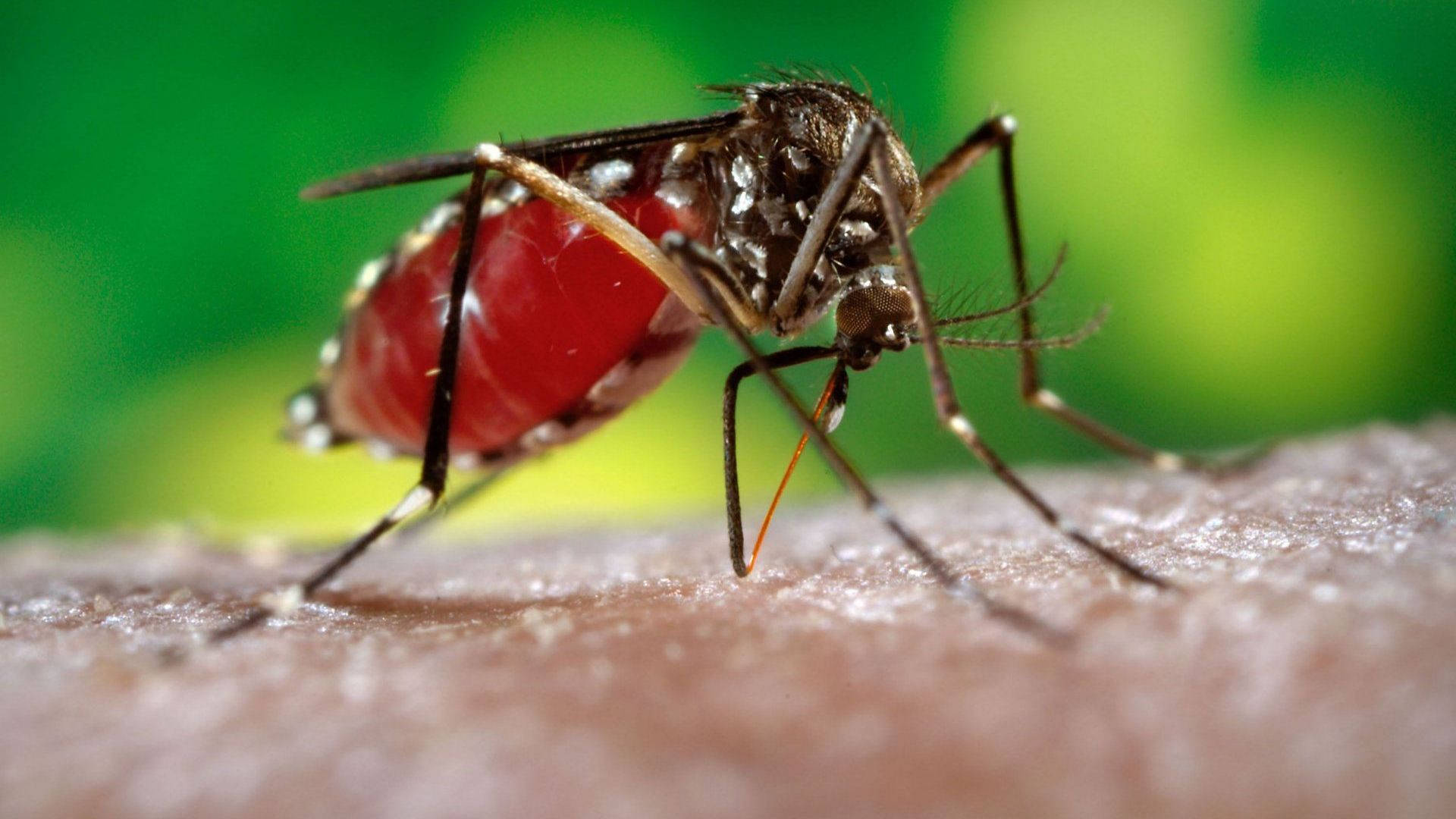 Mosquito Filled With Blood Background