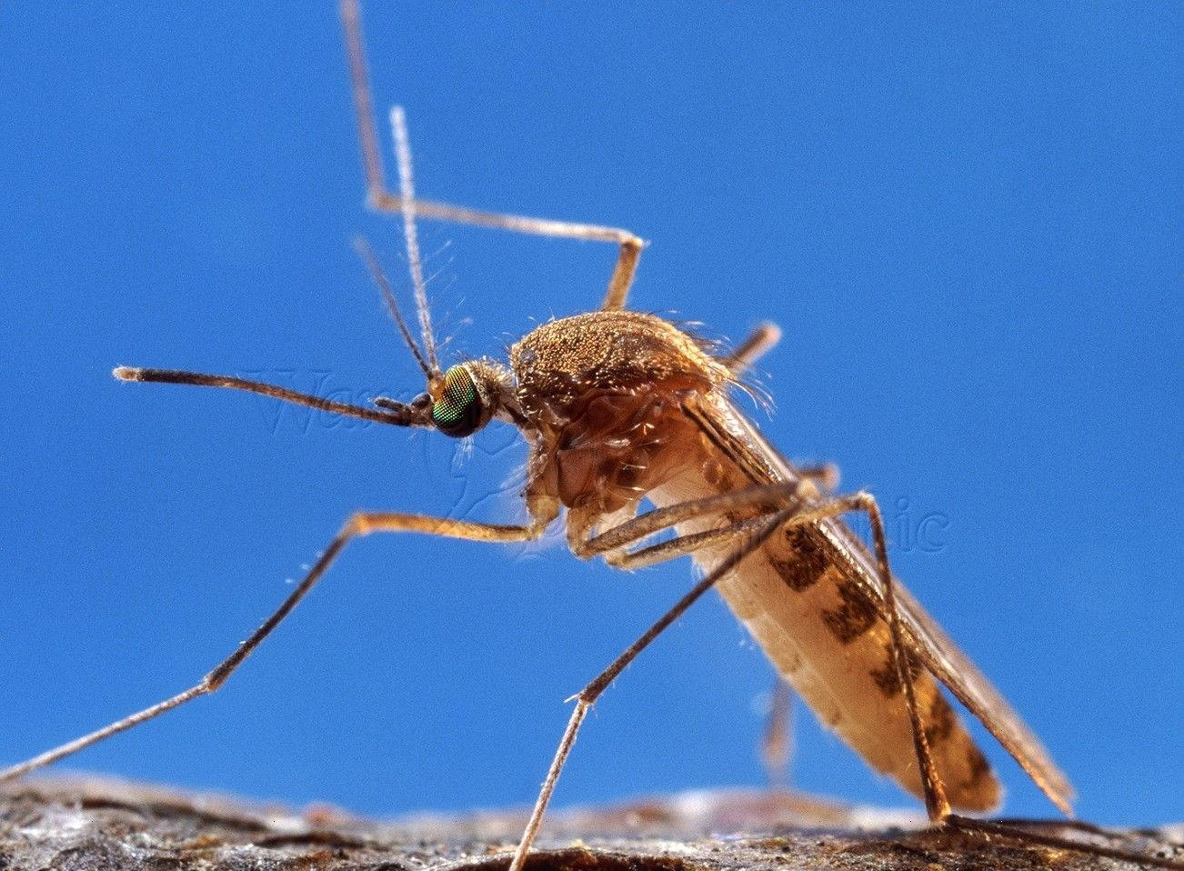 Mosquito Found Outdoors Background