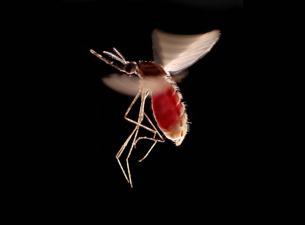 Mosquito In Flight Background