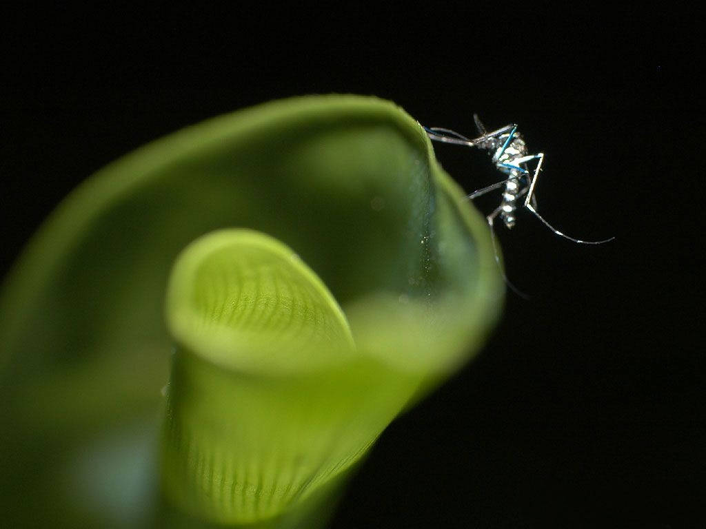 Mosquito On A Curly Leaf Background