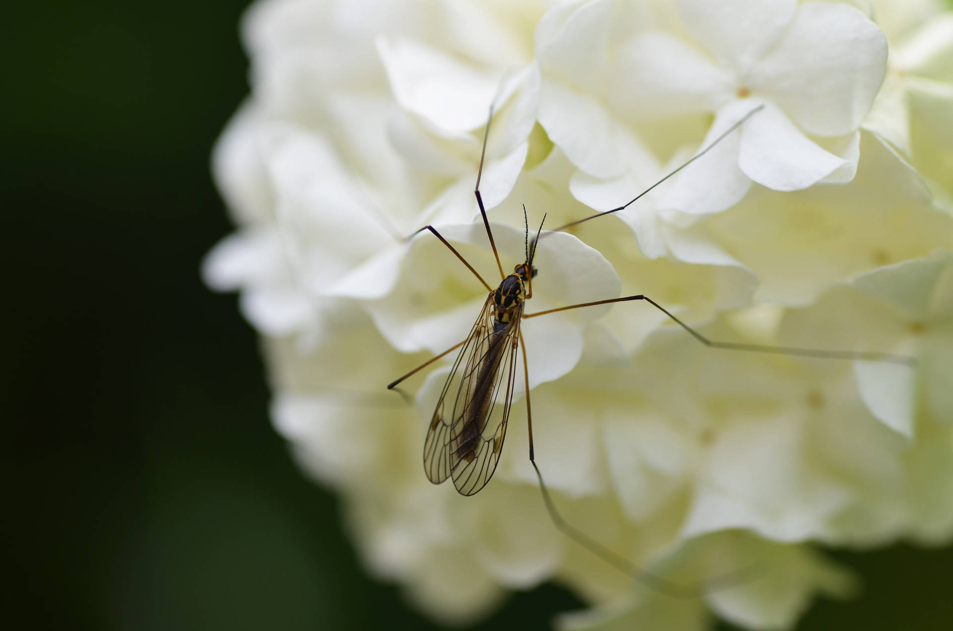 Mosquito On A Flower Bouqet Background