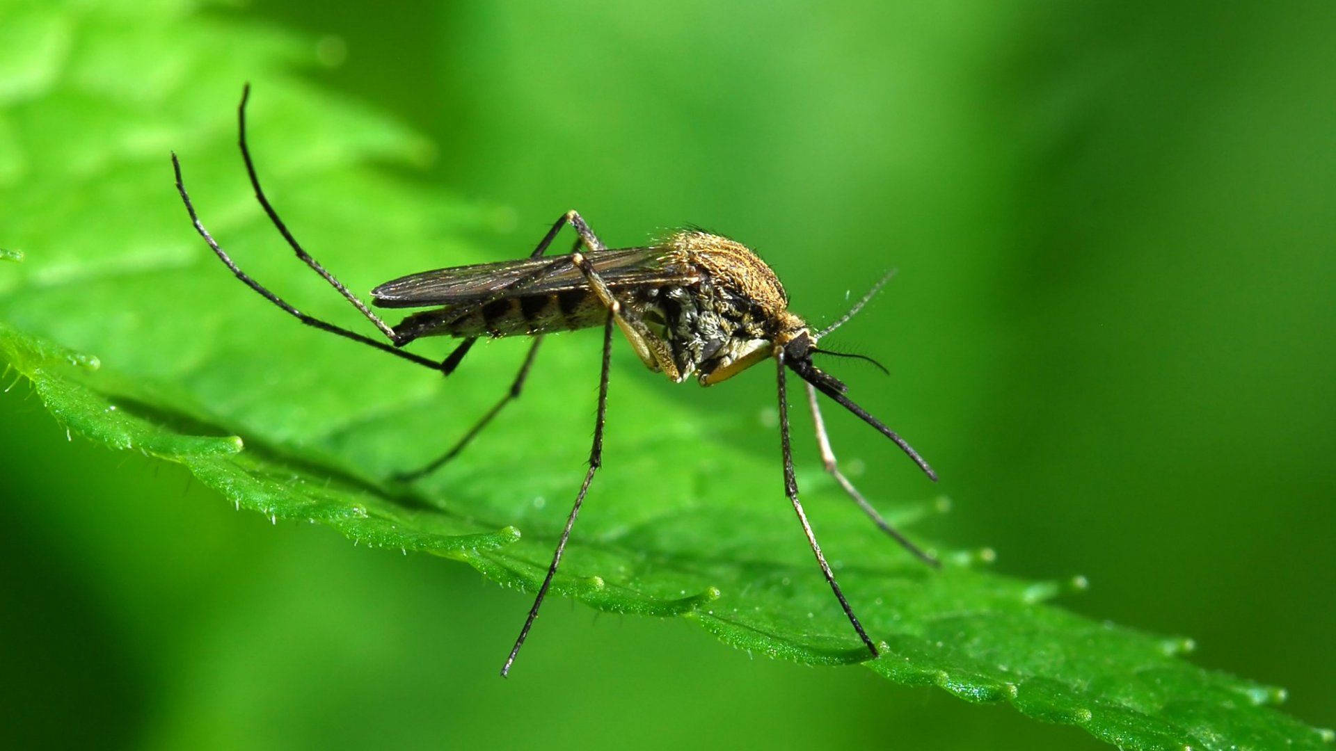 Mosquito On A Mint Leaf Background