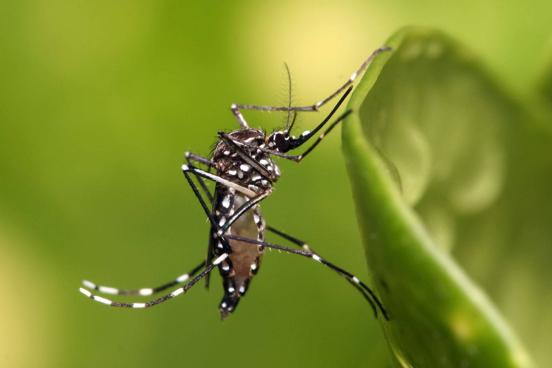 Mosquito On An Exotic Plant Background