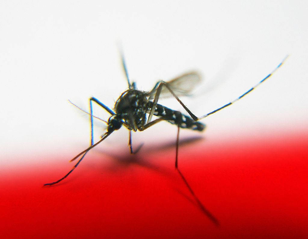 Mosquito On Red And White Surface Background