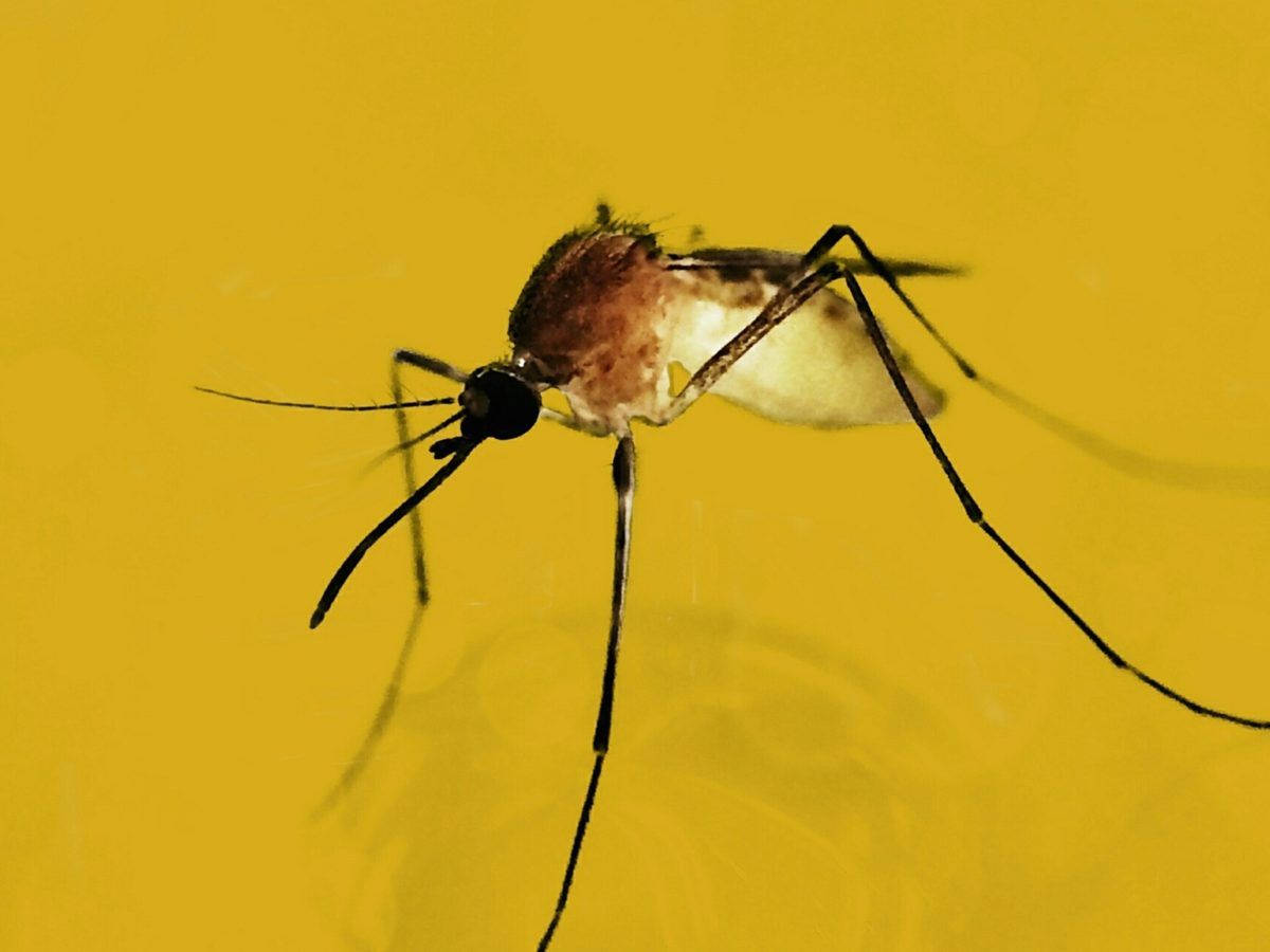 Mosquito On Yellow Surface Background