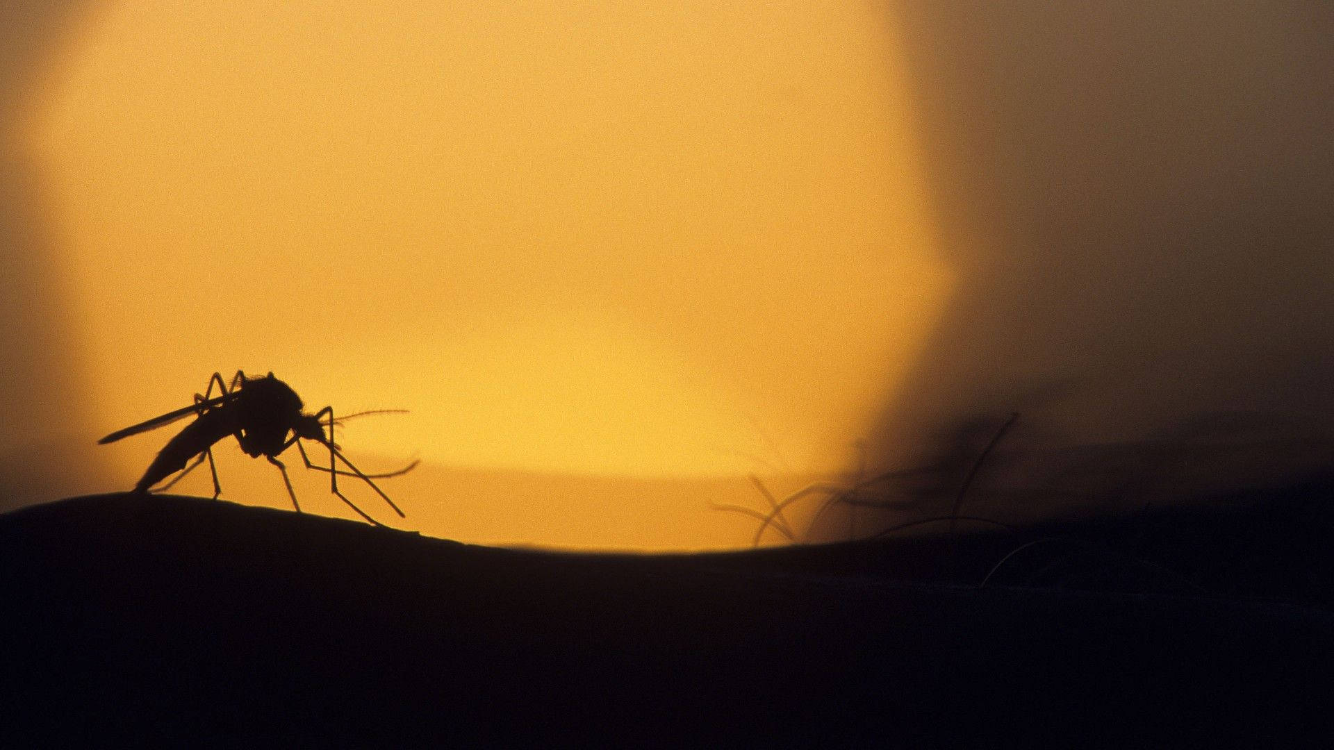 Mosquito's Shadow During Sunset Background