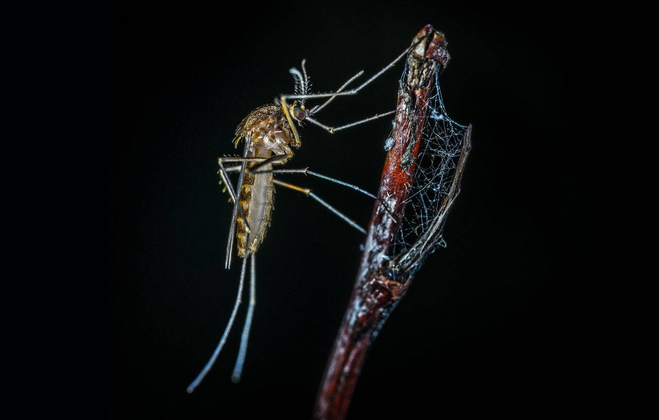 Mosquito Trapped On A Twig In A Spider's Web Background